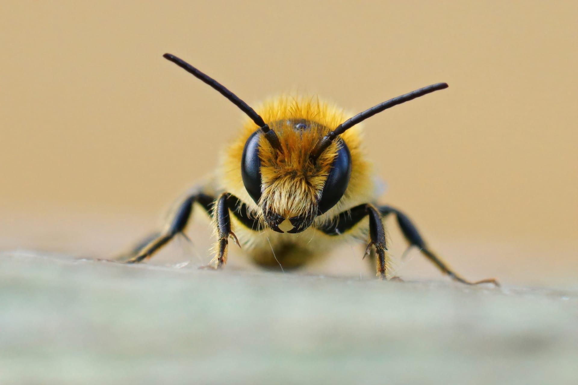 Mason bee pictures