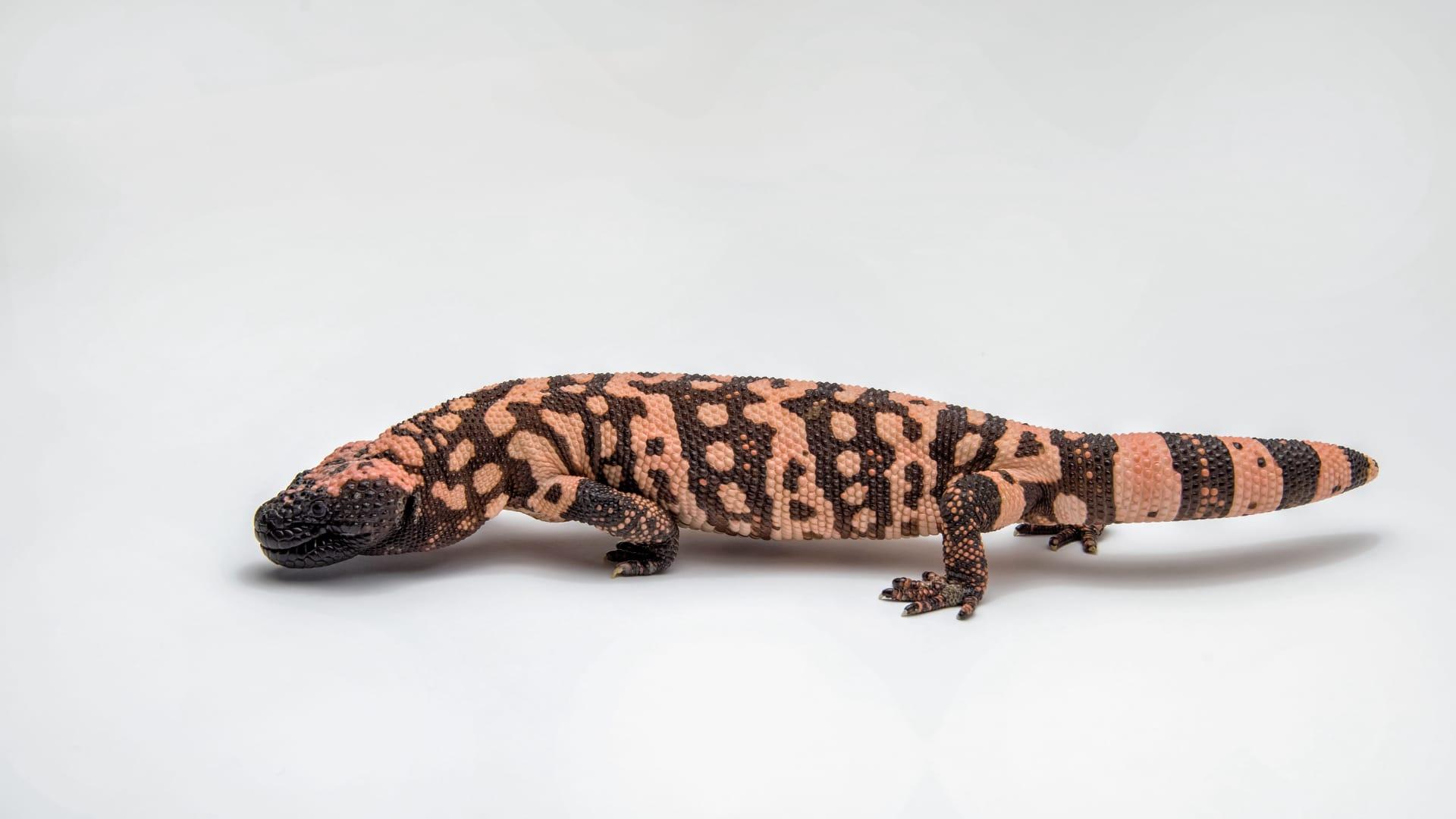 Mexican beaded lizard pictures