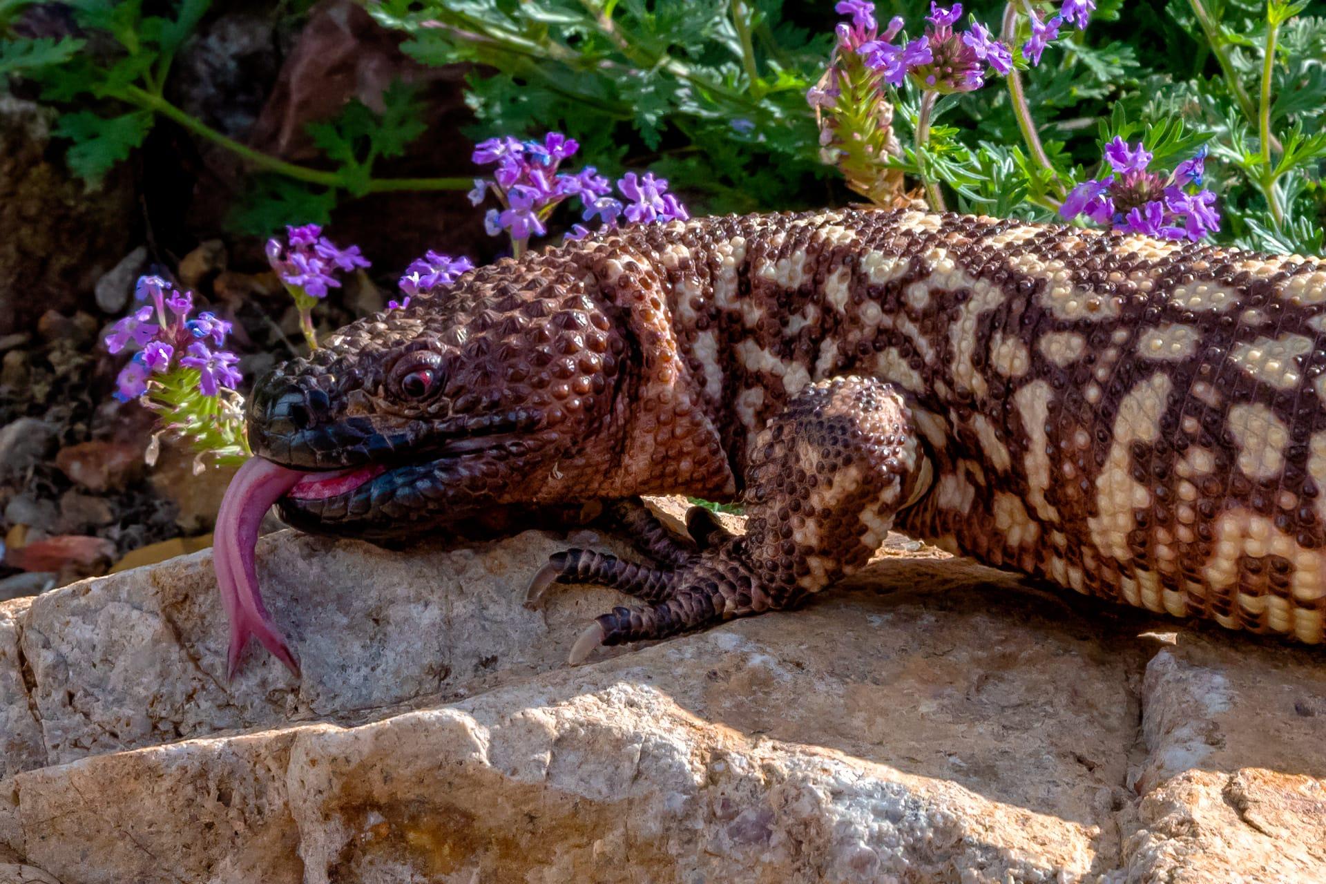 Mexican beaded lizard pictures
