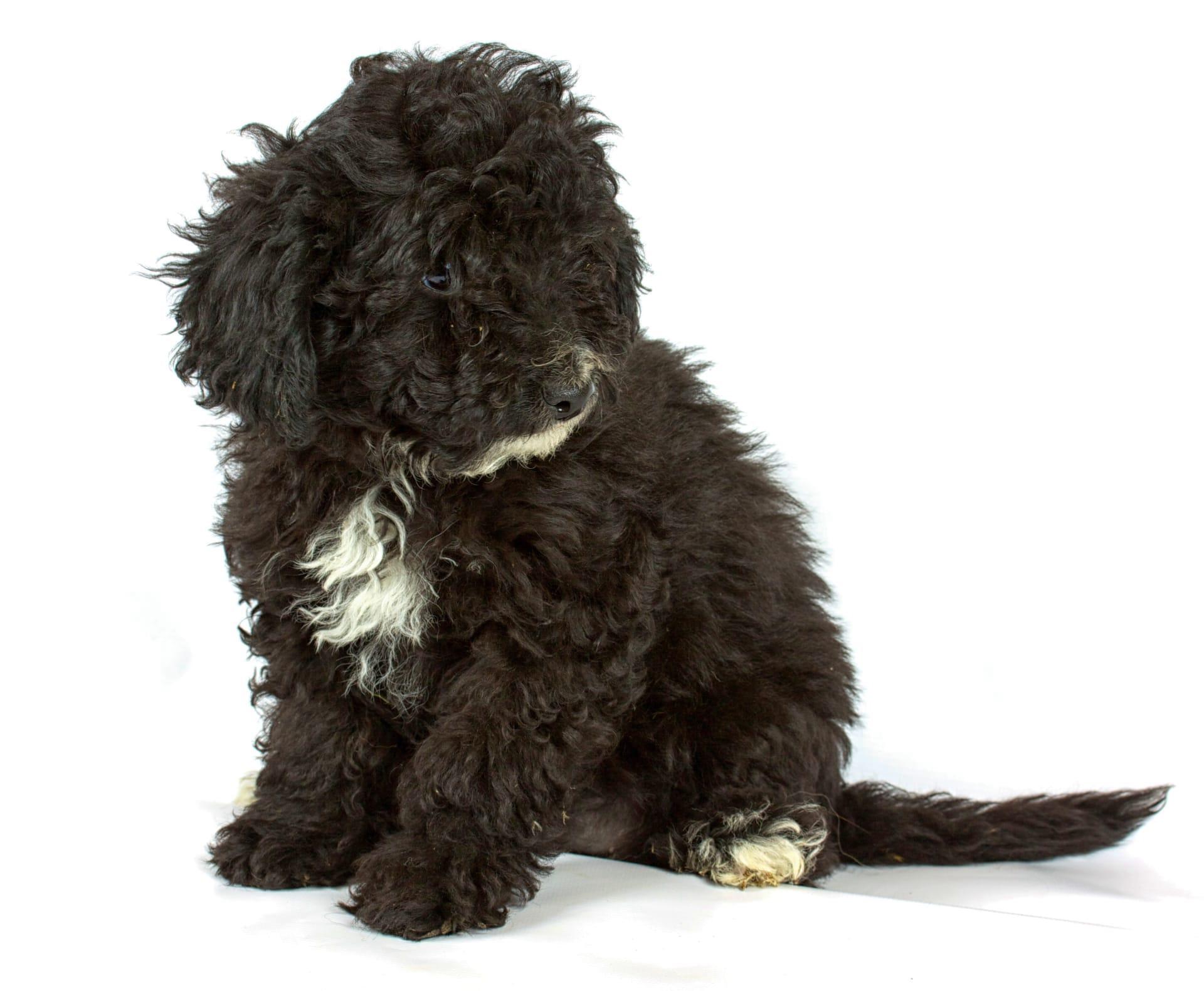 Mini bernedoodle pictures