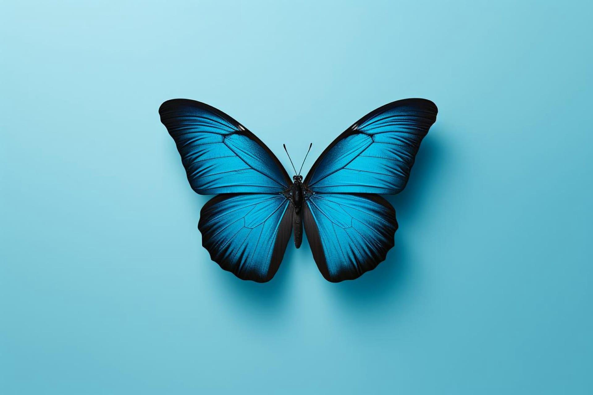 Morpho butterfly pictures
