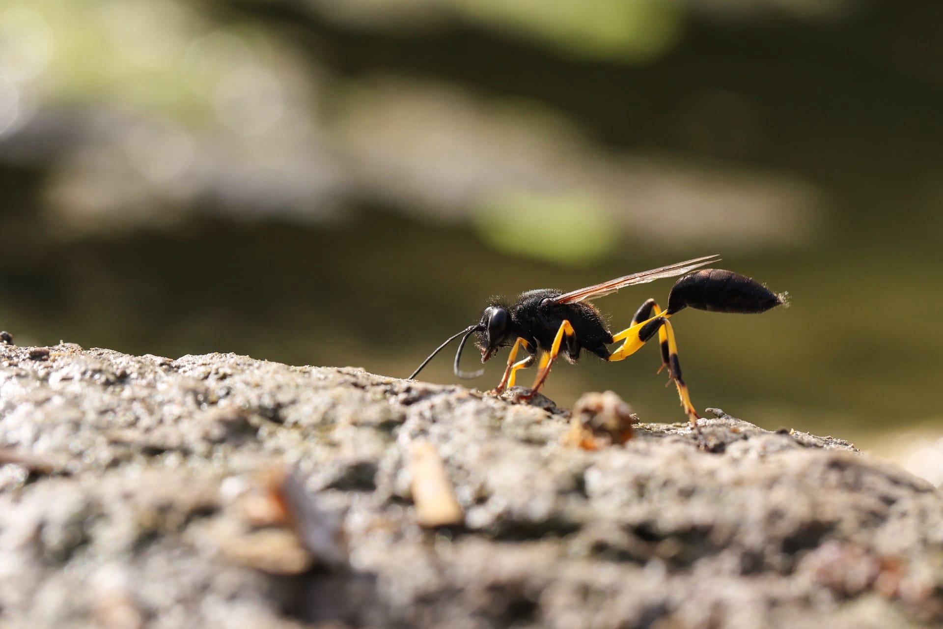 Mud wasp pictures