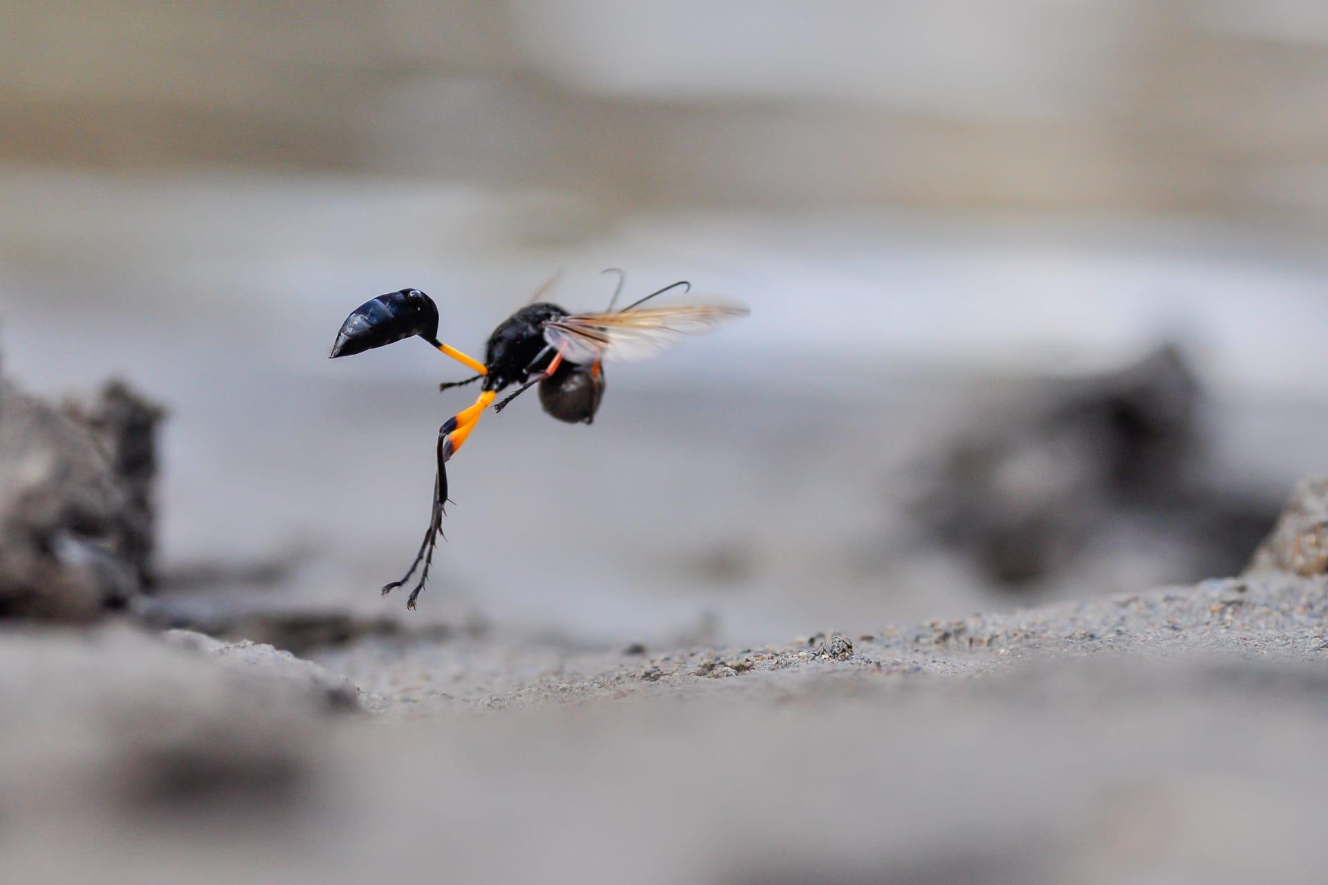Mud wasp pictures