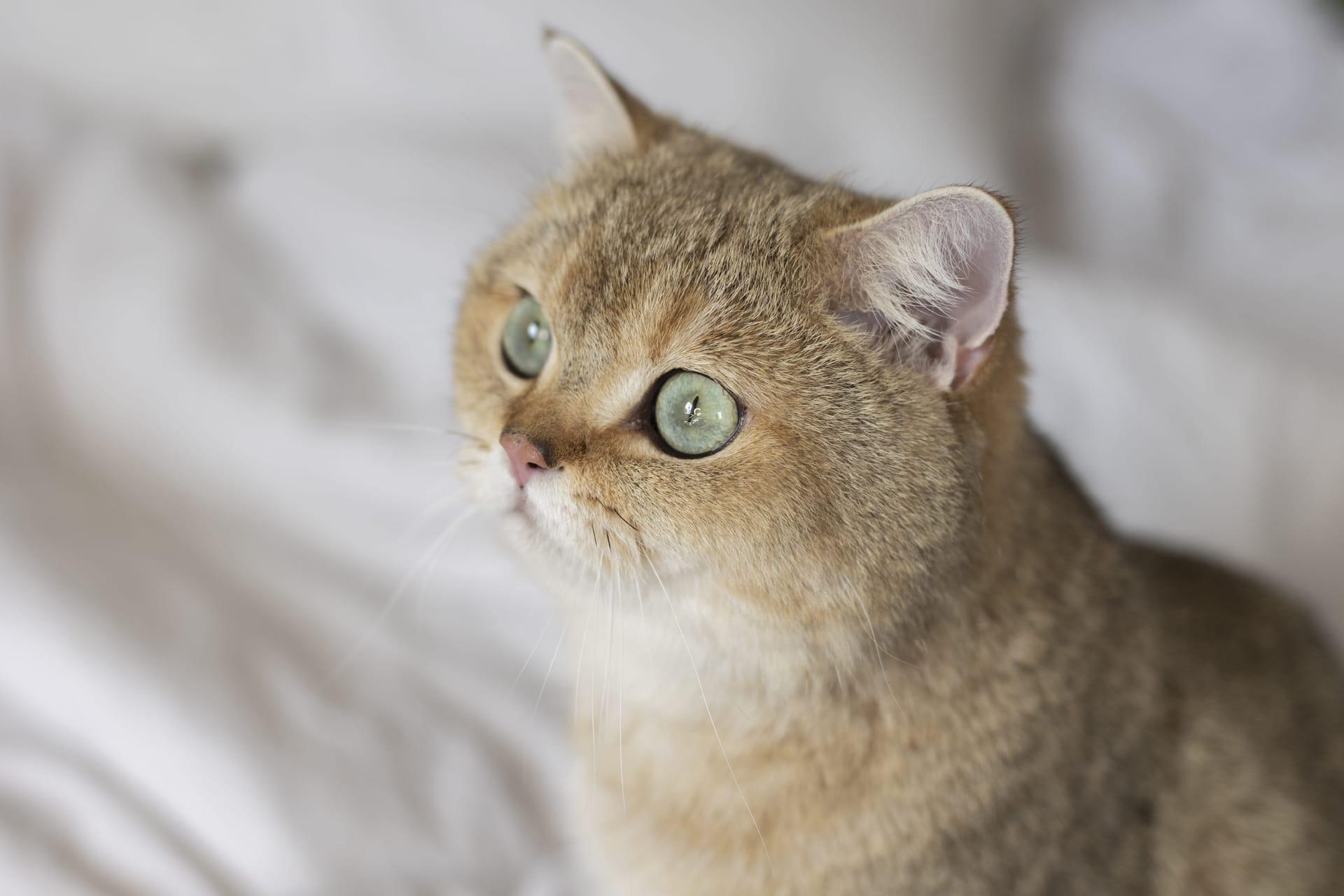 Munchkin longhair cat pictures