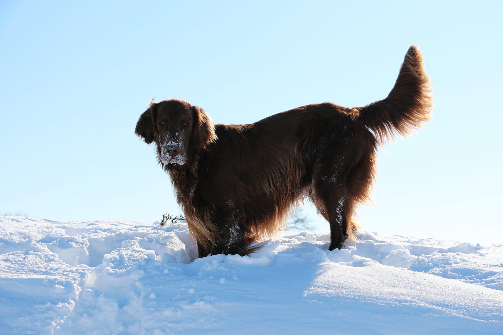 Newfoundland dog pictures