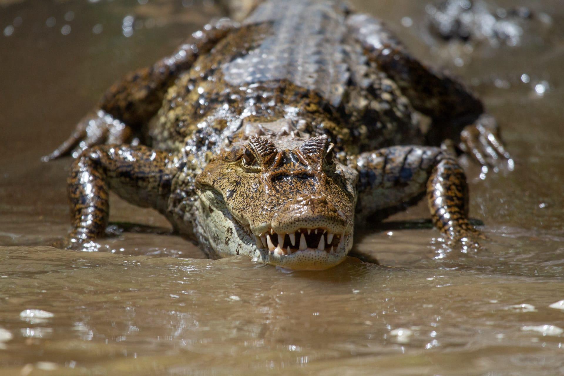 Nile crocodile pictures