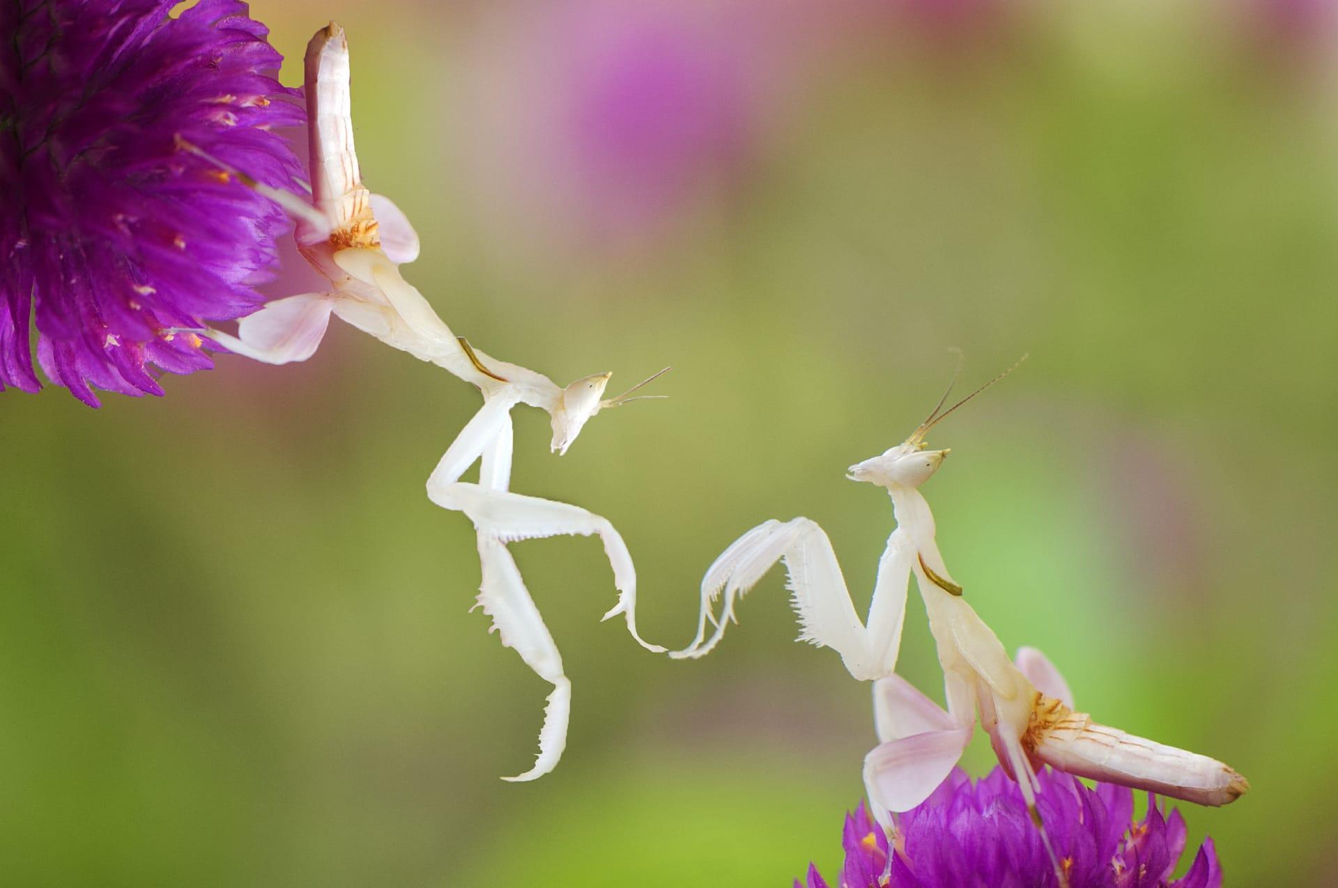 Orchid mantis pictures