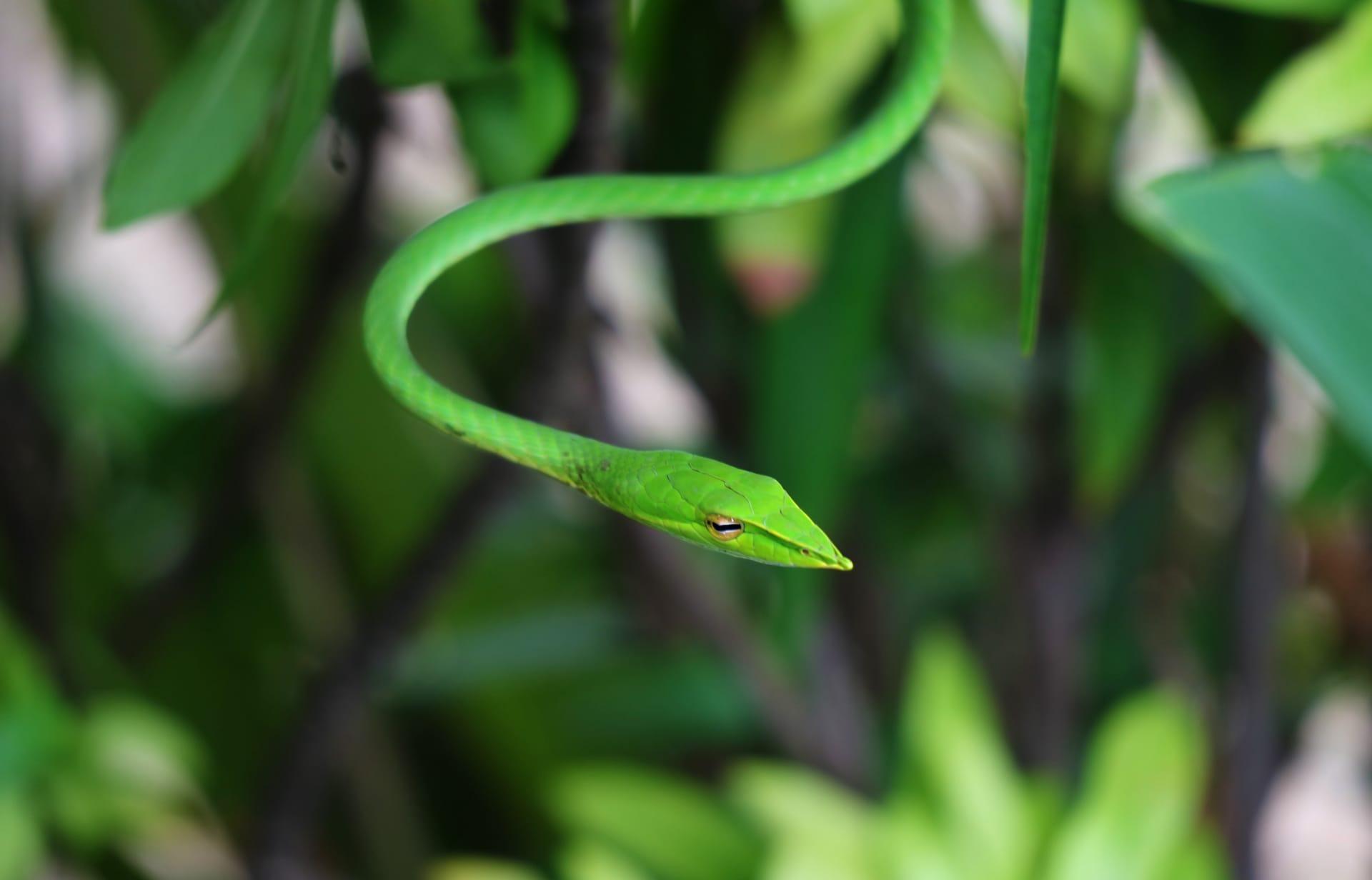 Oriental whip snake pictures