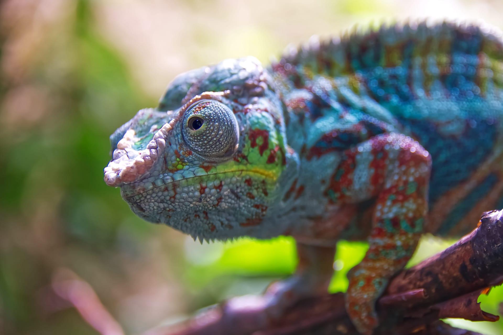 Panther chameleon pictures
