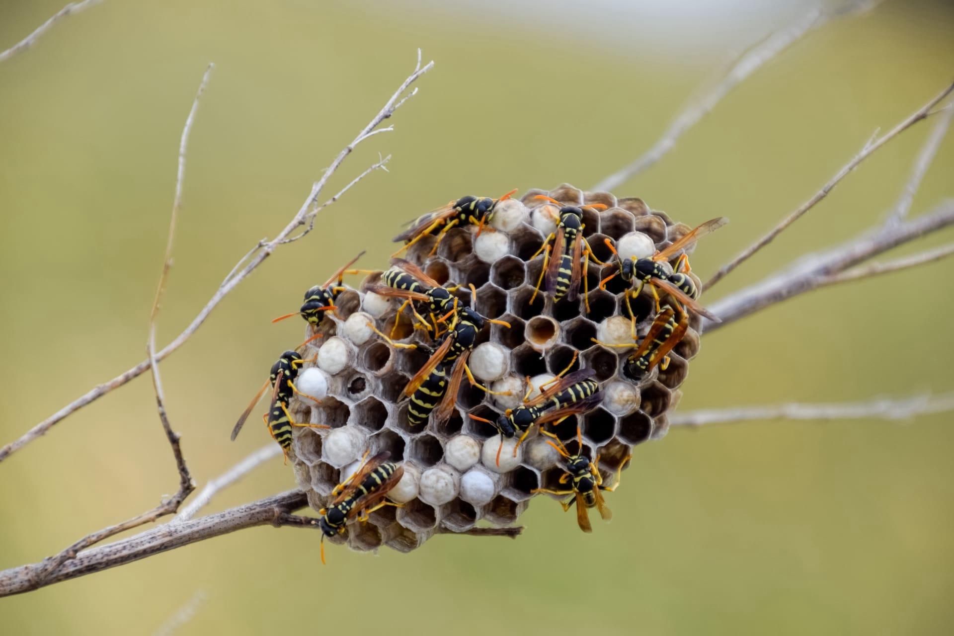 Paper wasp pictures