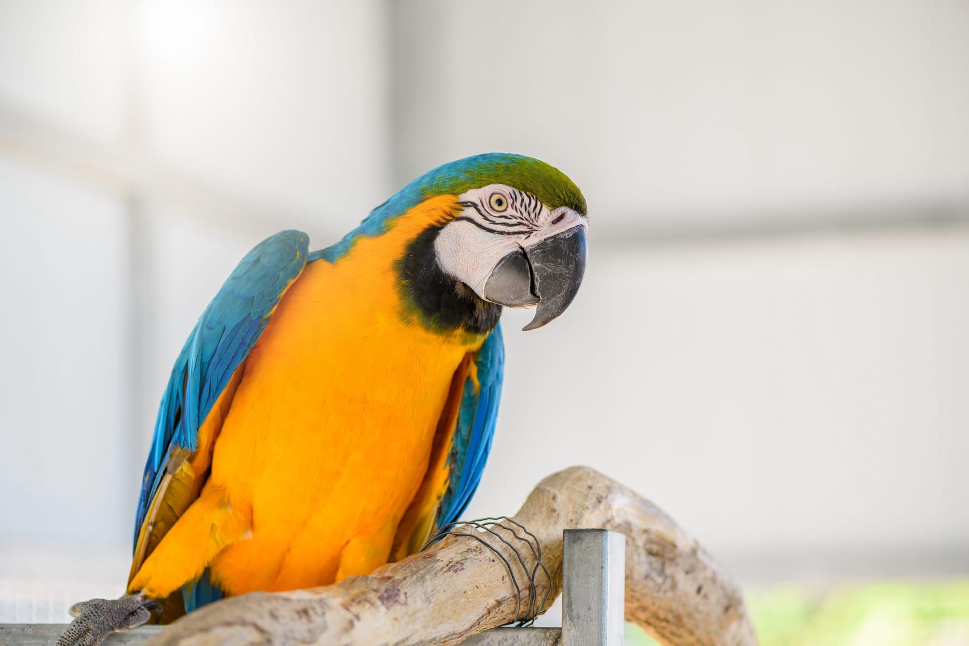 Parrot pictures