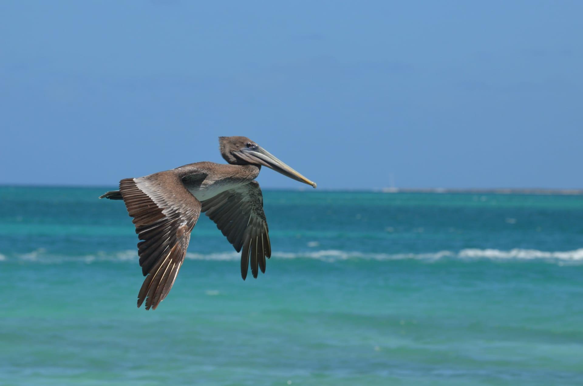 Pelican pictures