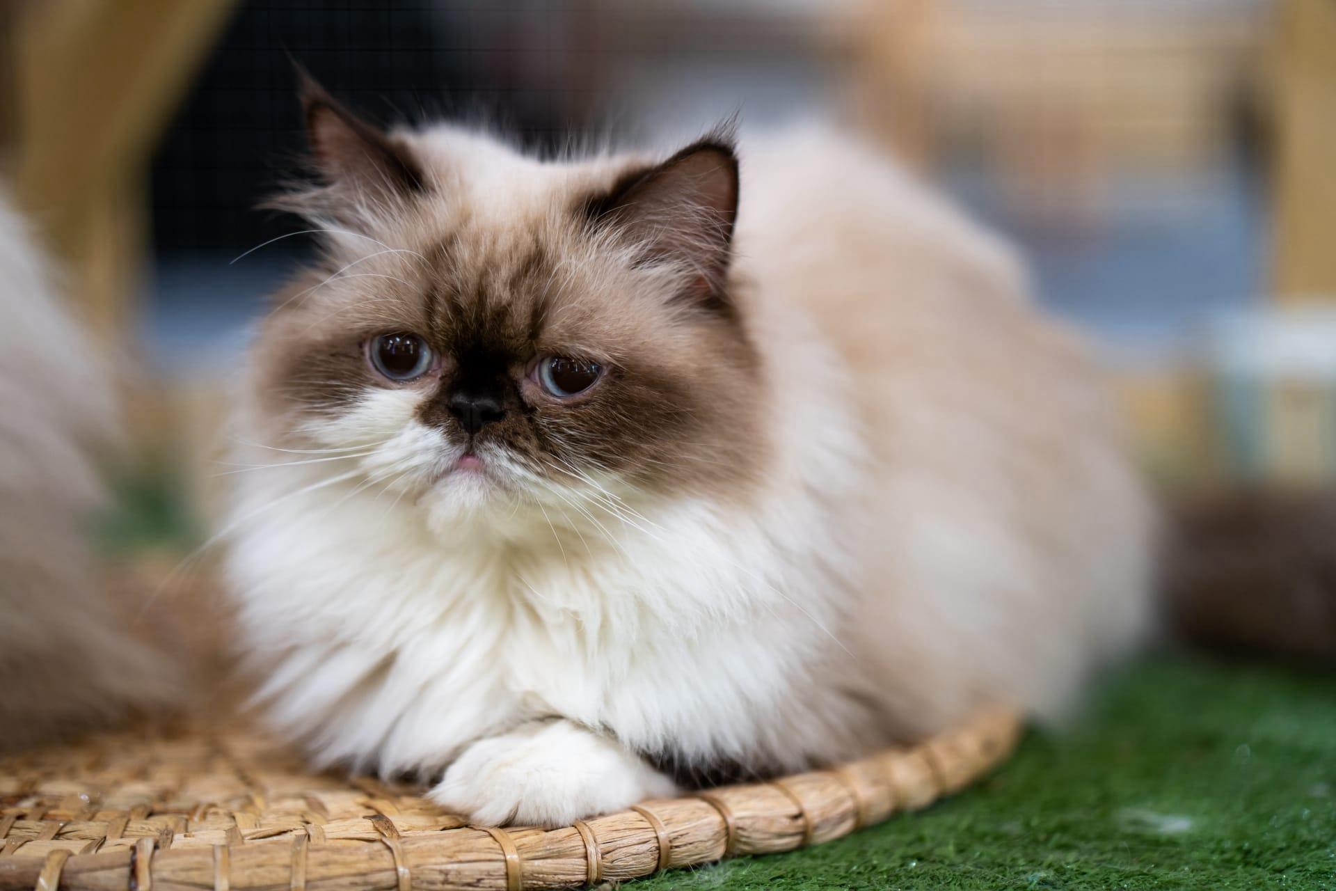 Persian cat pictures