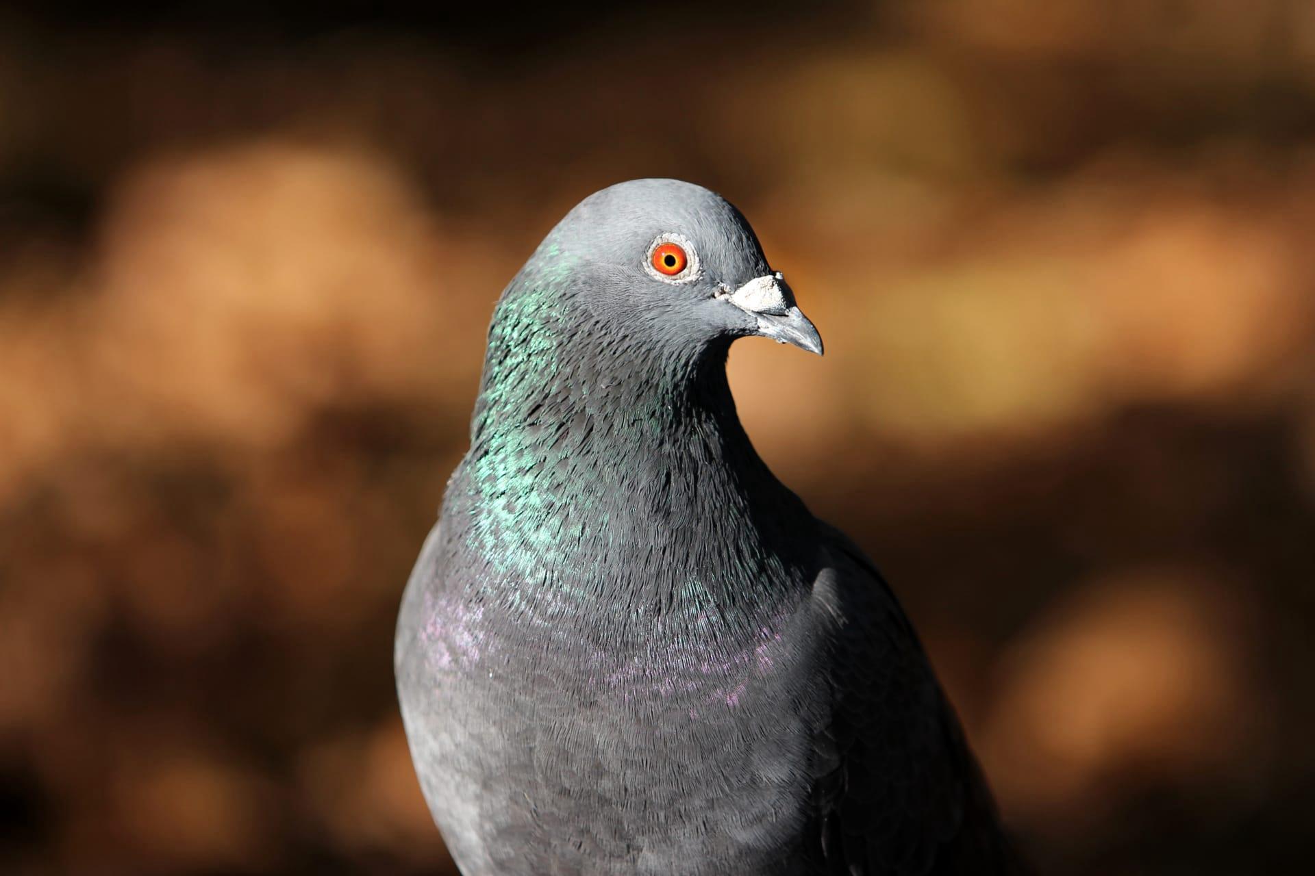 Pigeon pictures