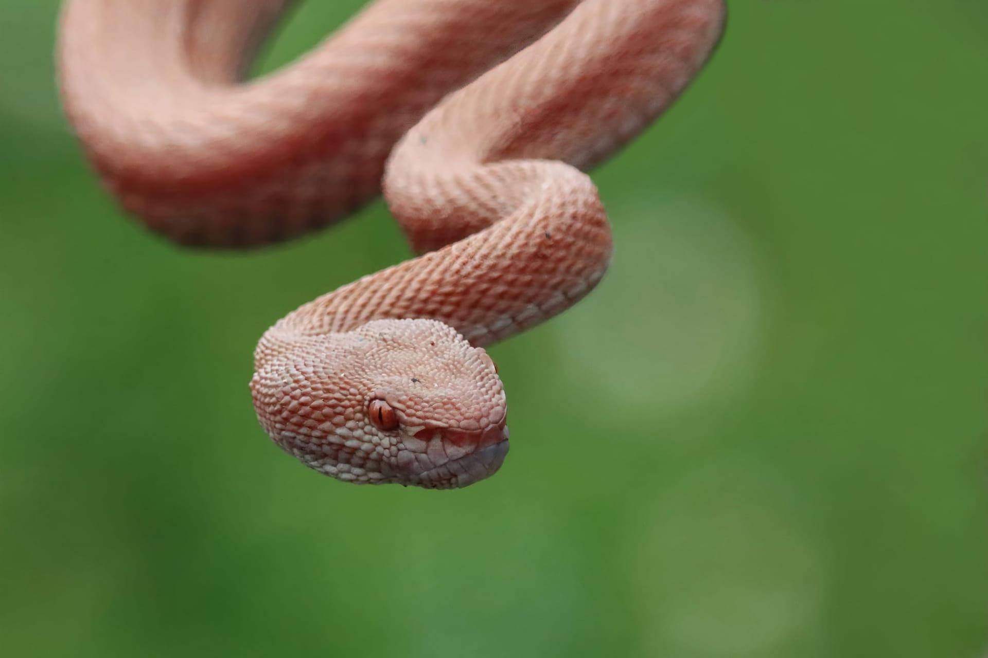Pink snake pictures