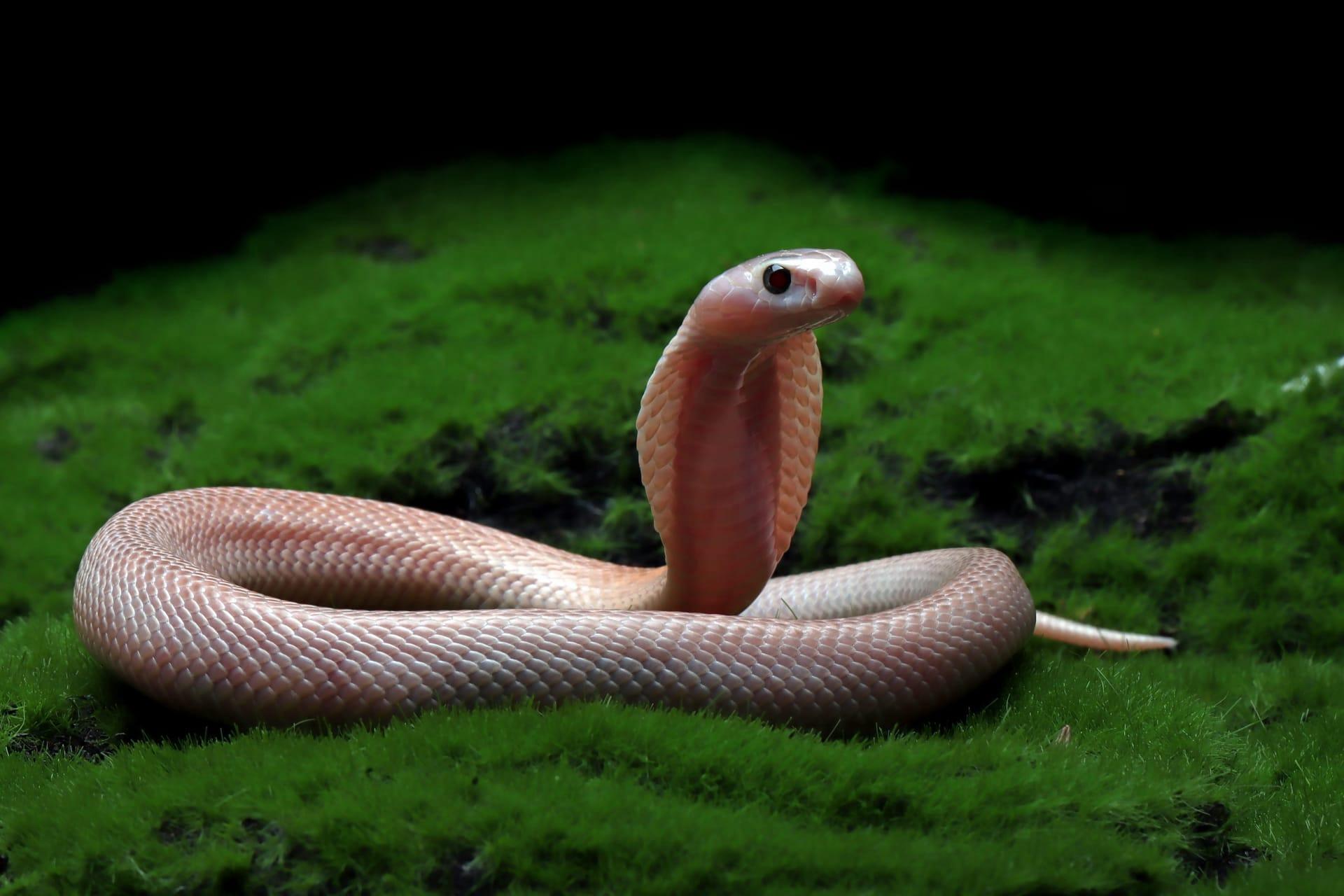 Pink snake pictures