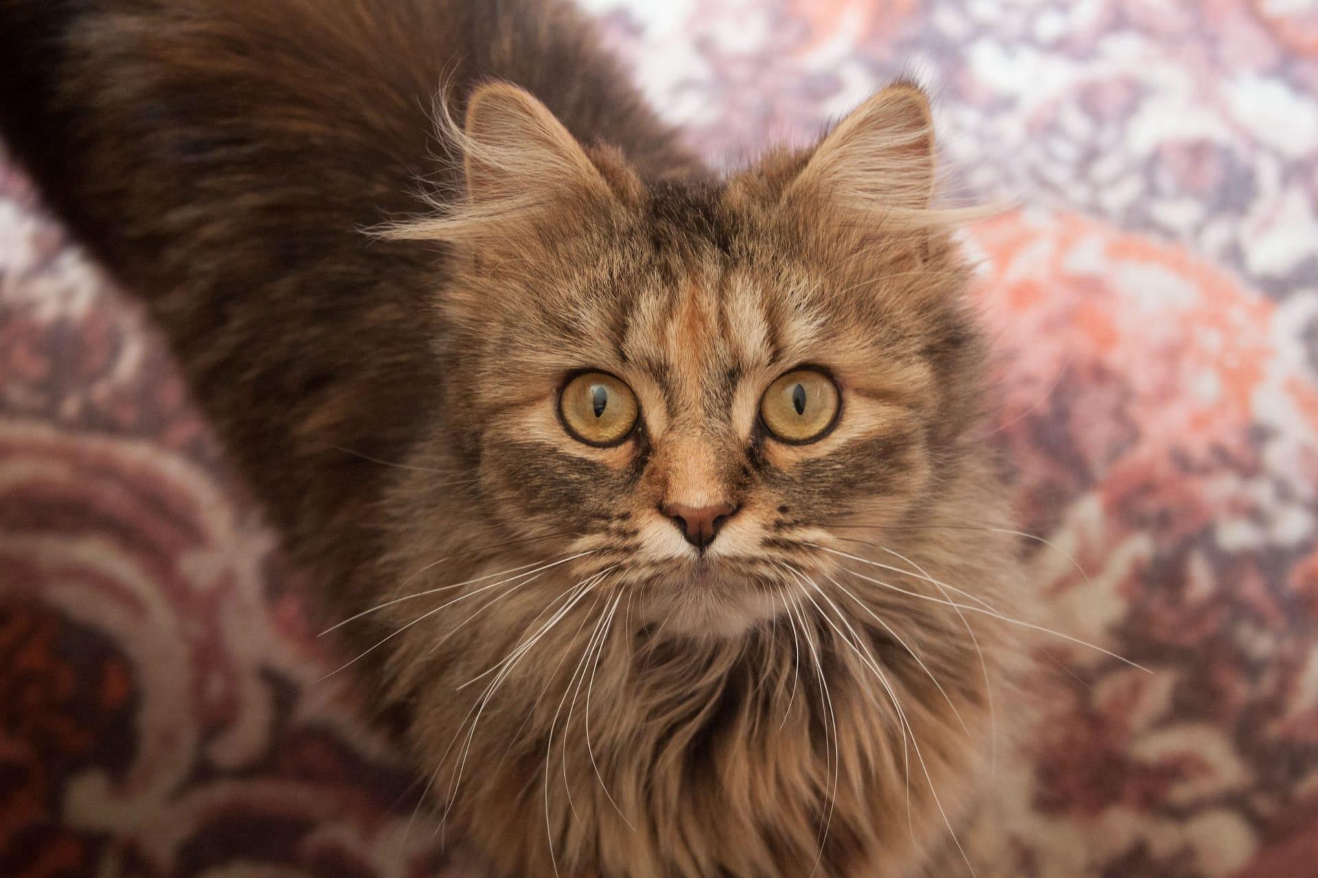 Pixiebob longhair cat pictures