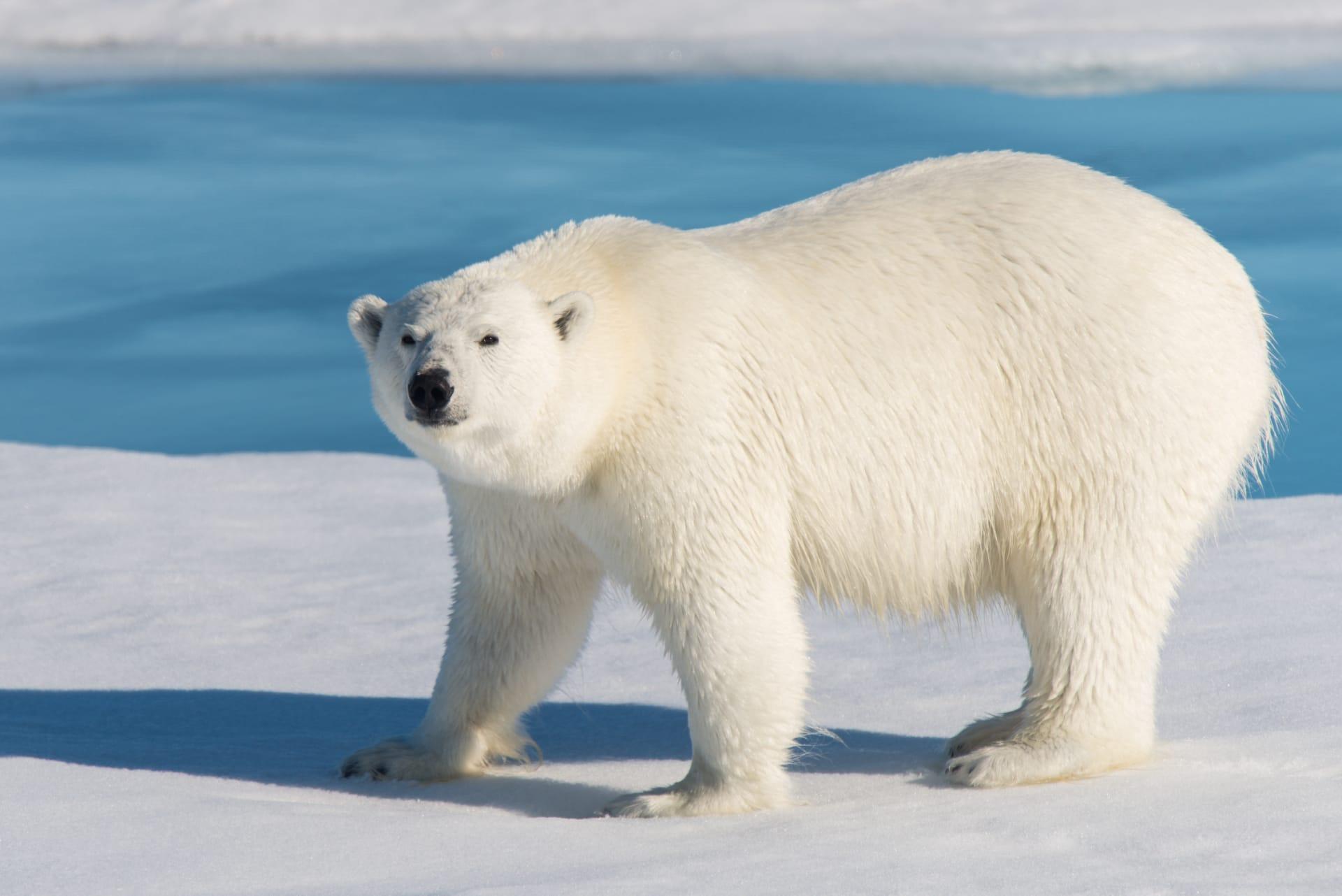 Polar bear pictures