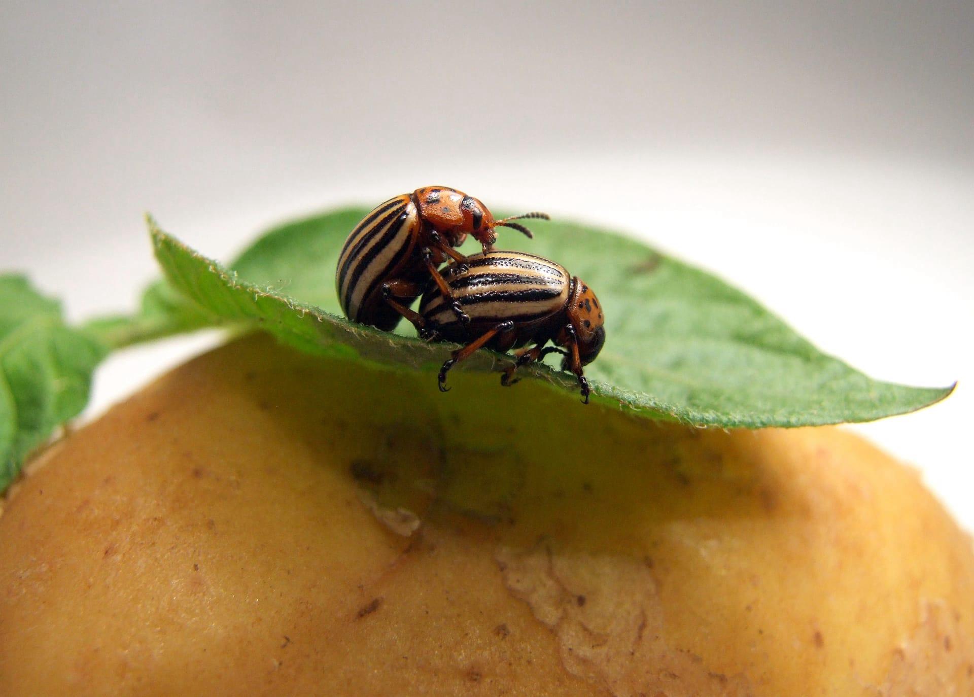 Potato bugs pictures