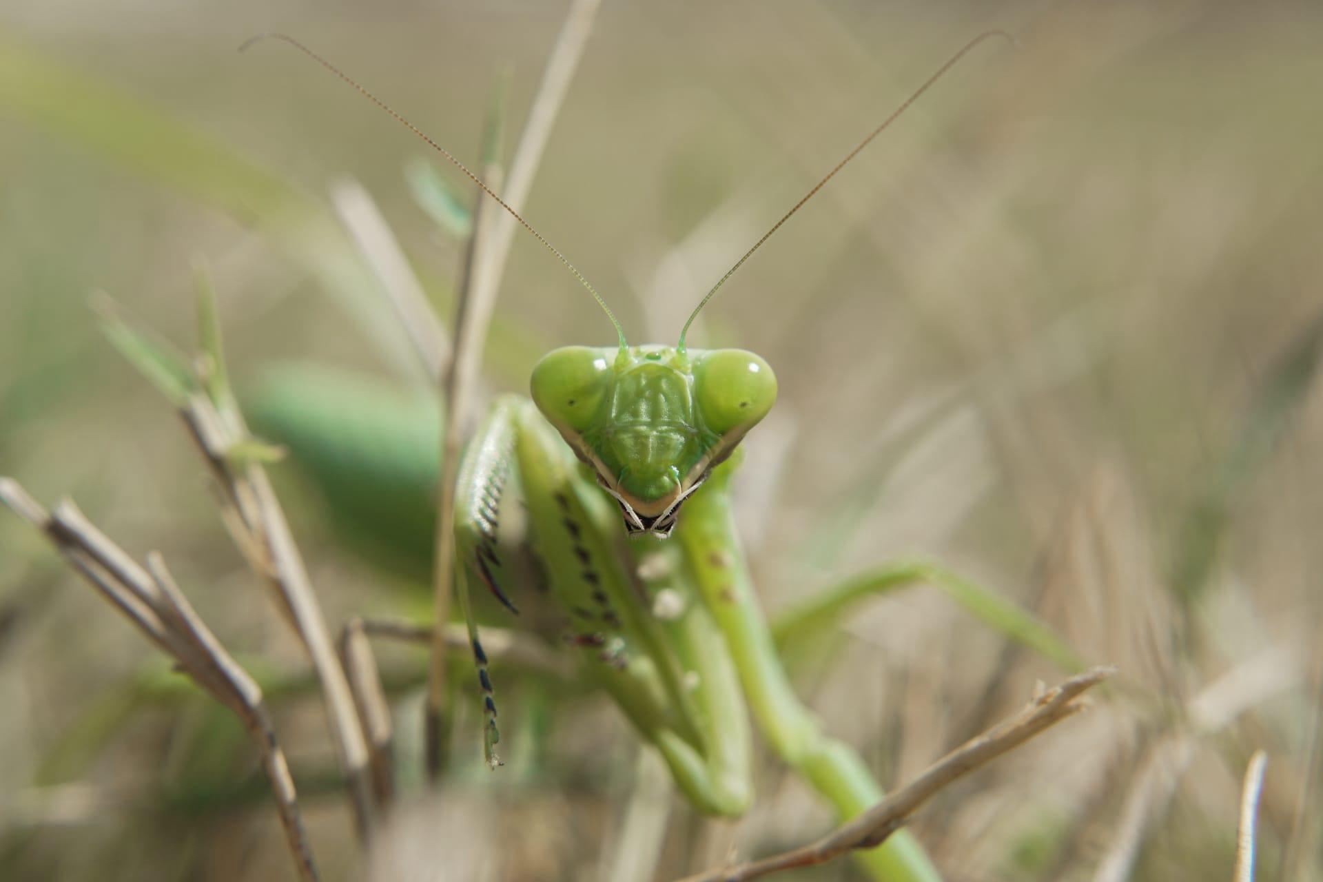Praying mantis pictures