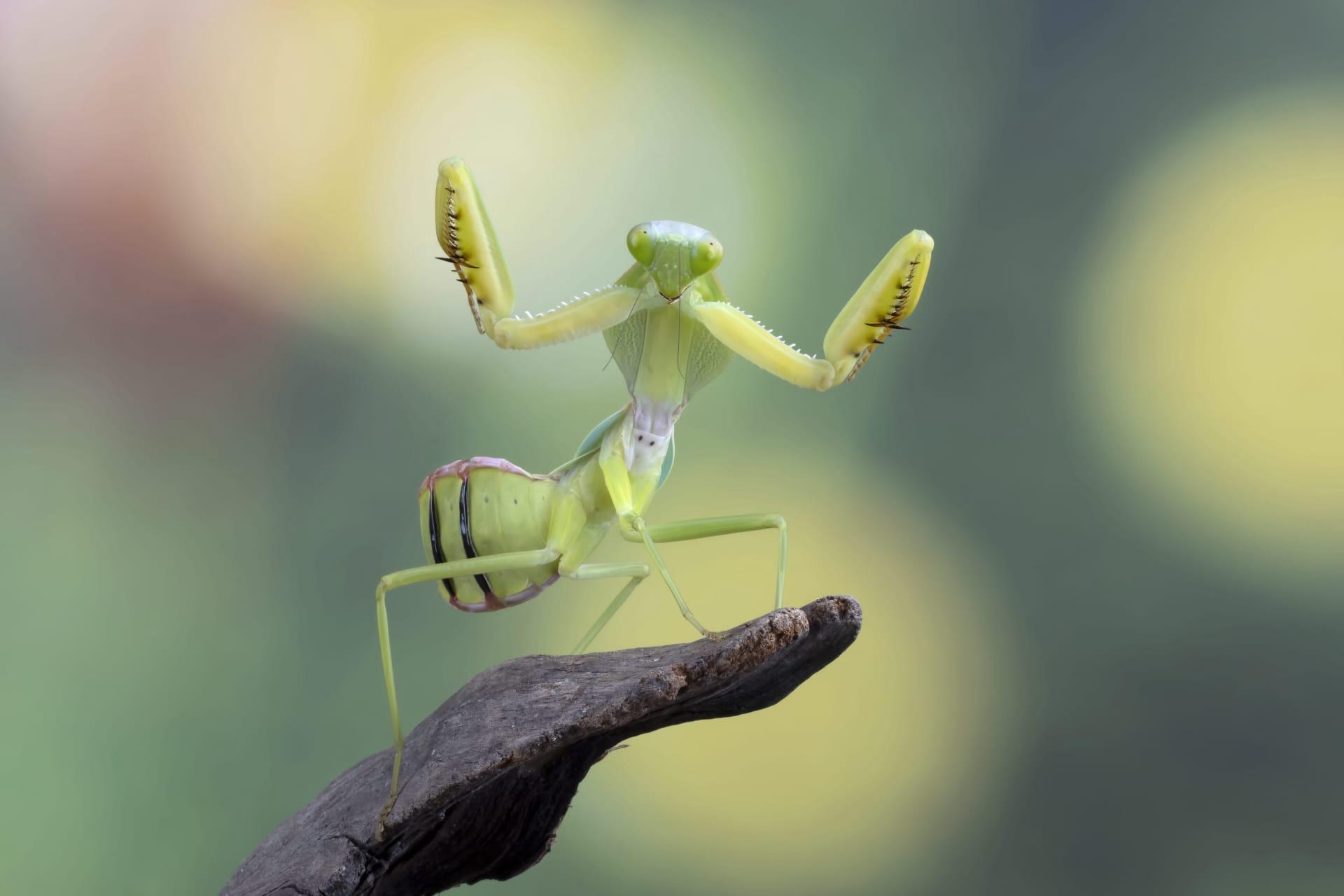 Praying mantis pictures