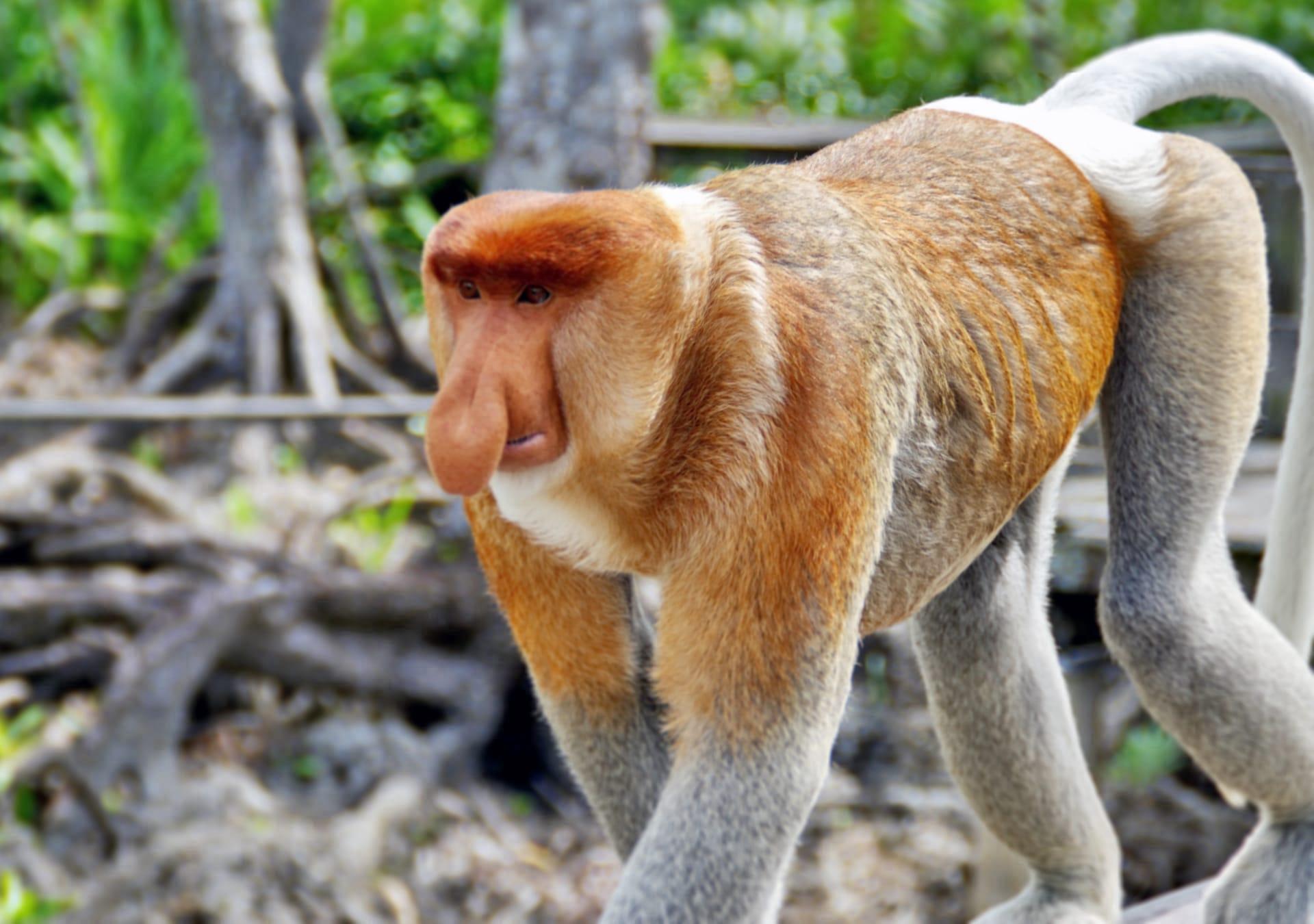 Proboscis monkey pictures