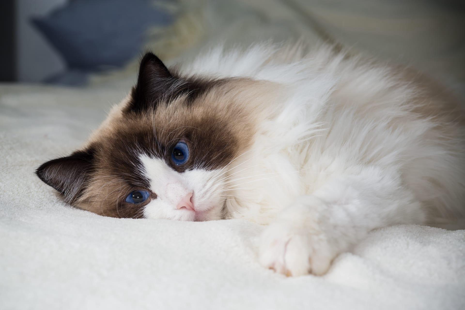 Ragdoll cat pictures