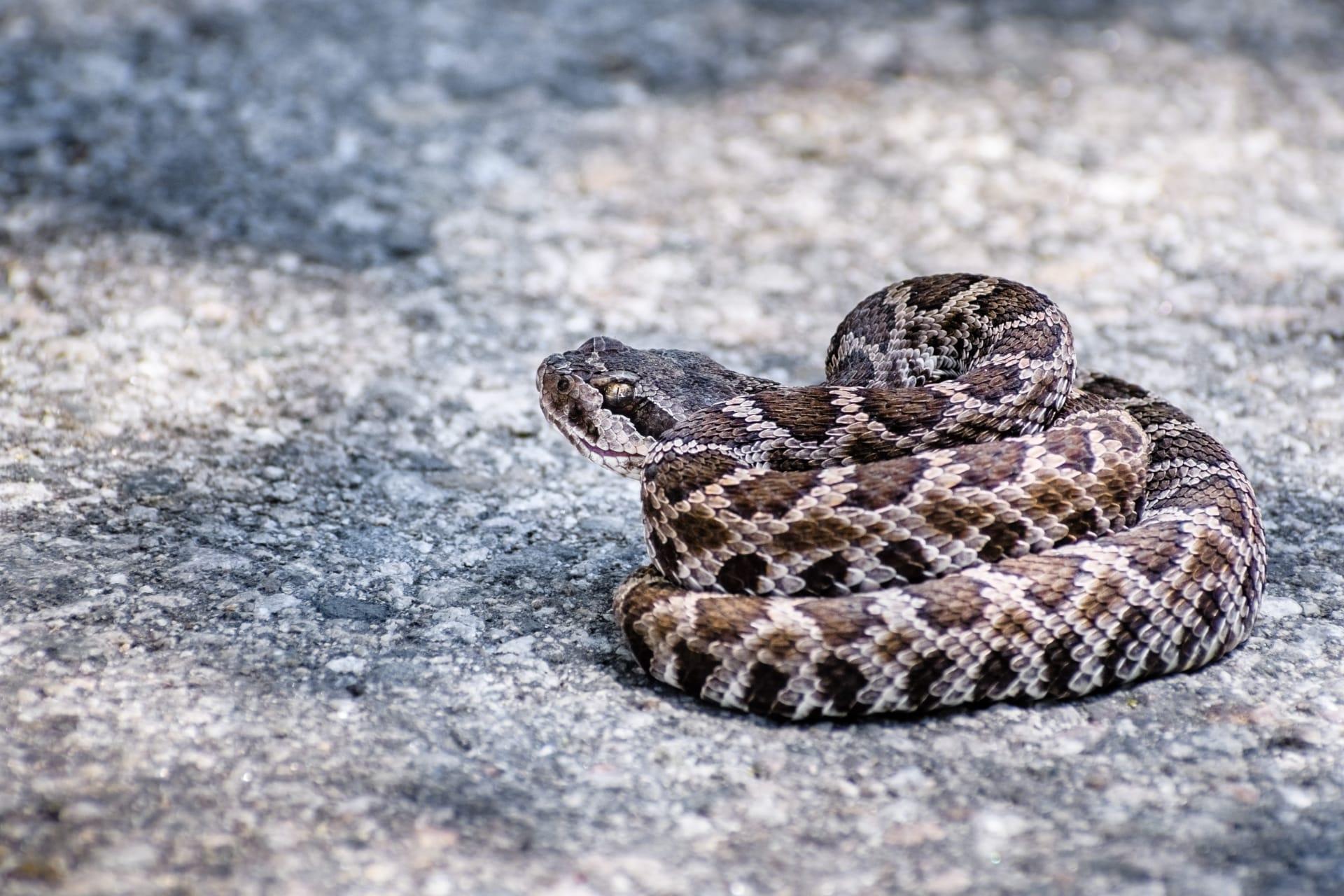 Rattlesnake pictures