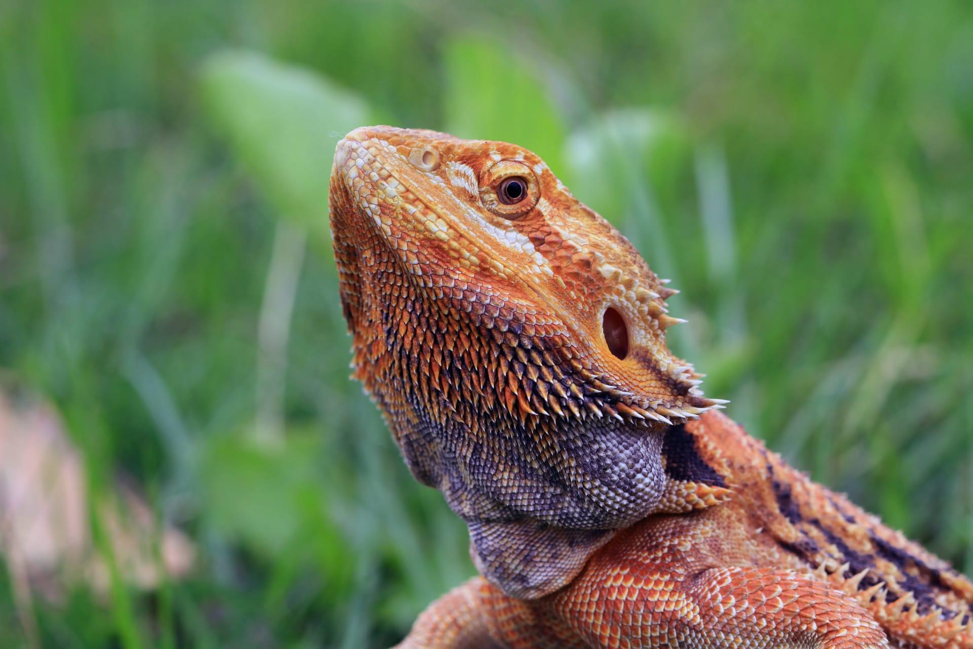 Red bearded dragon pictures