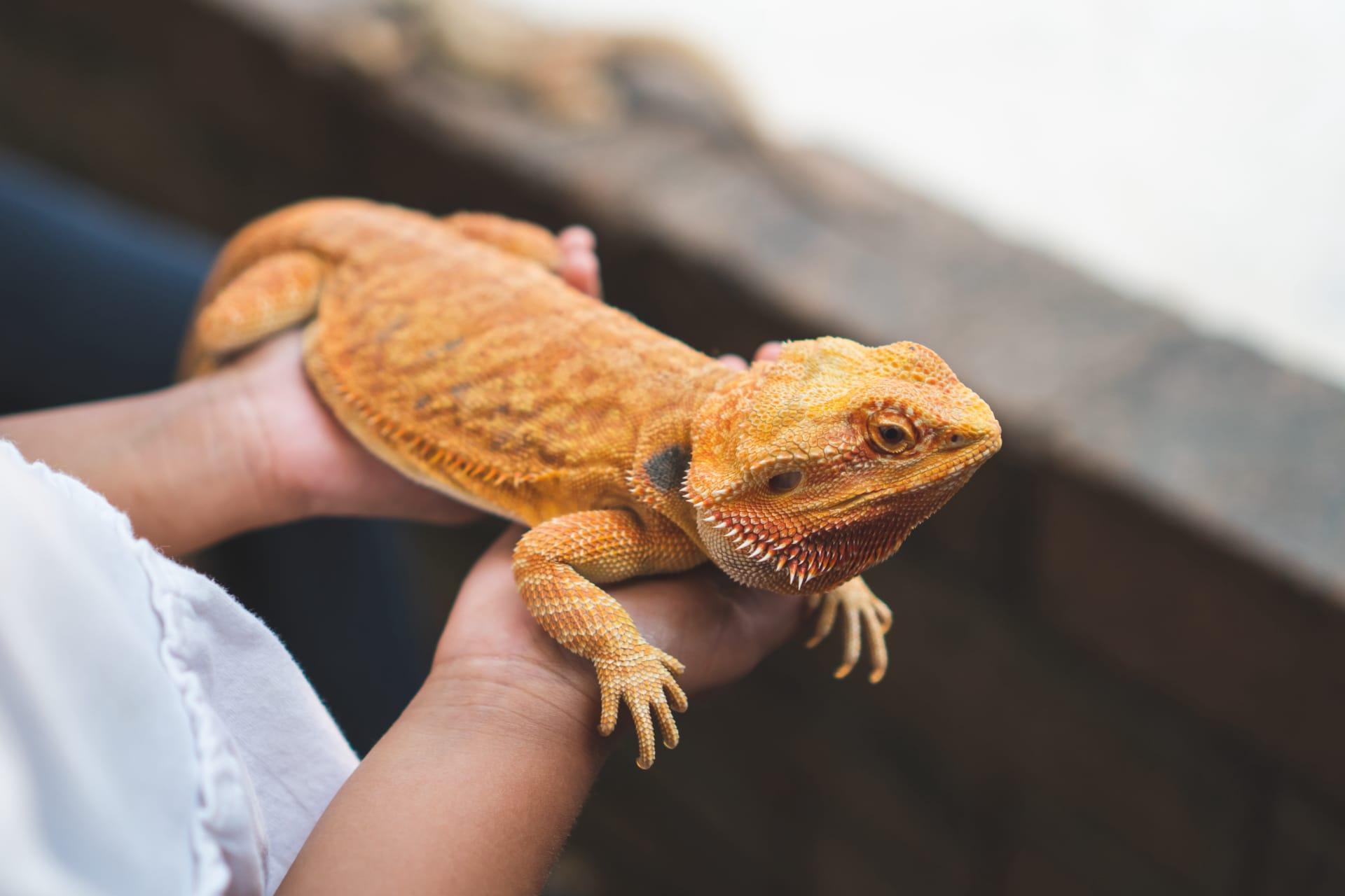 Red bearded dragon pictures