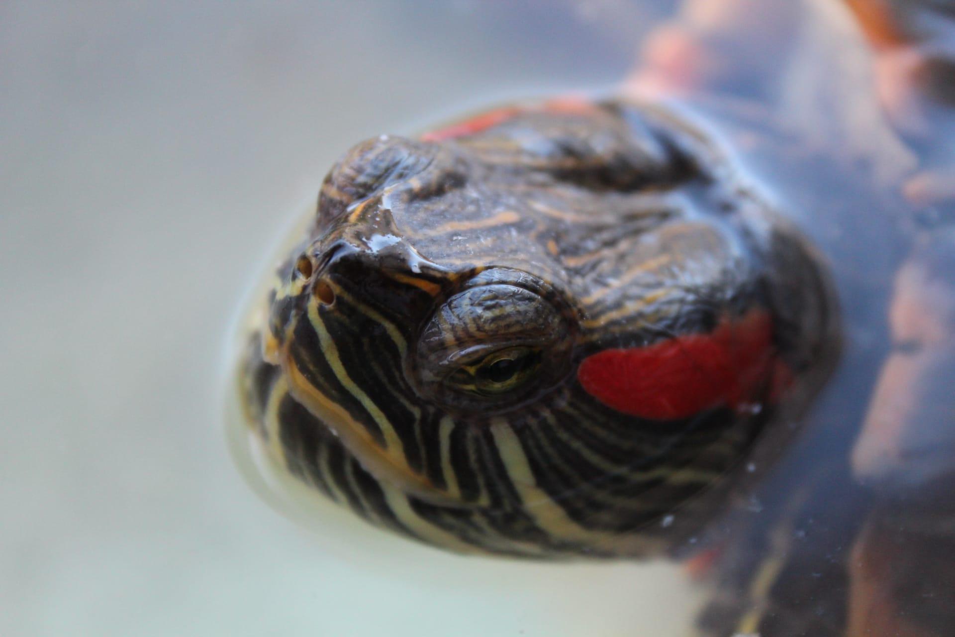 Red eared slider pictures