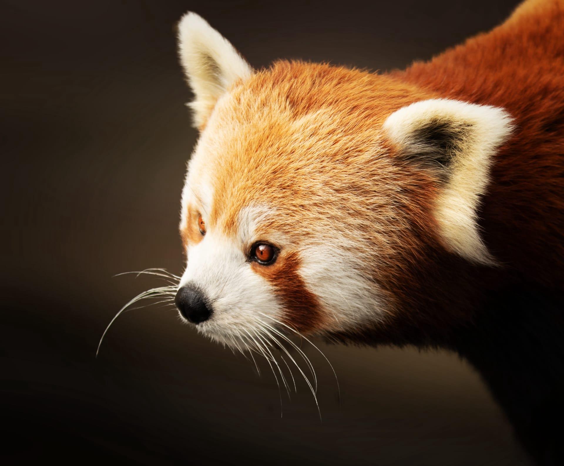 Red panda pictures