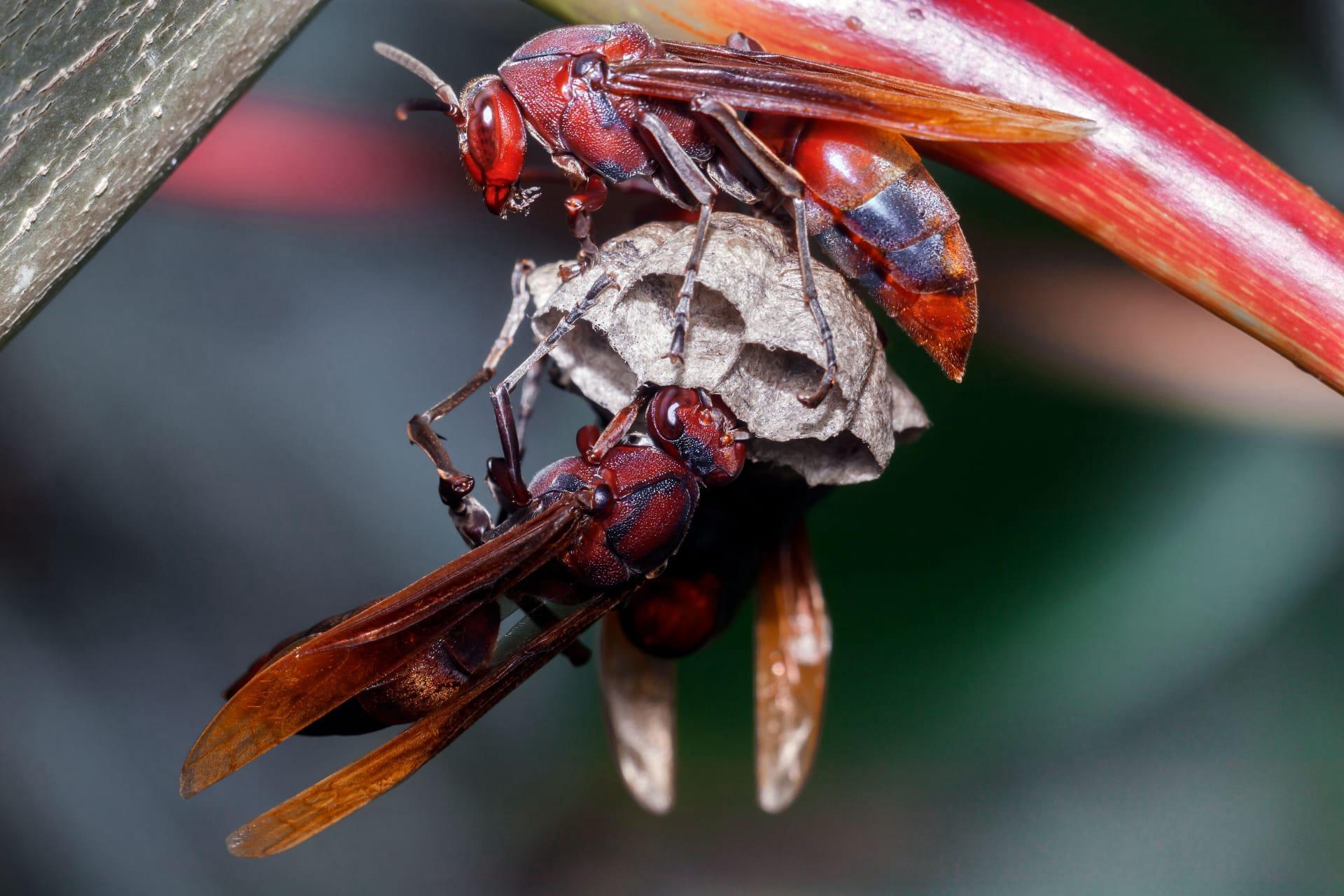Red wasp pictures
