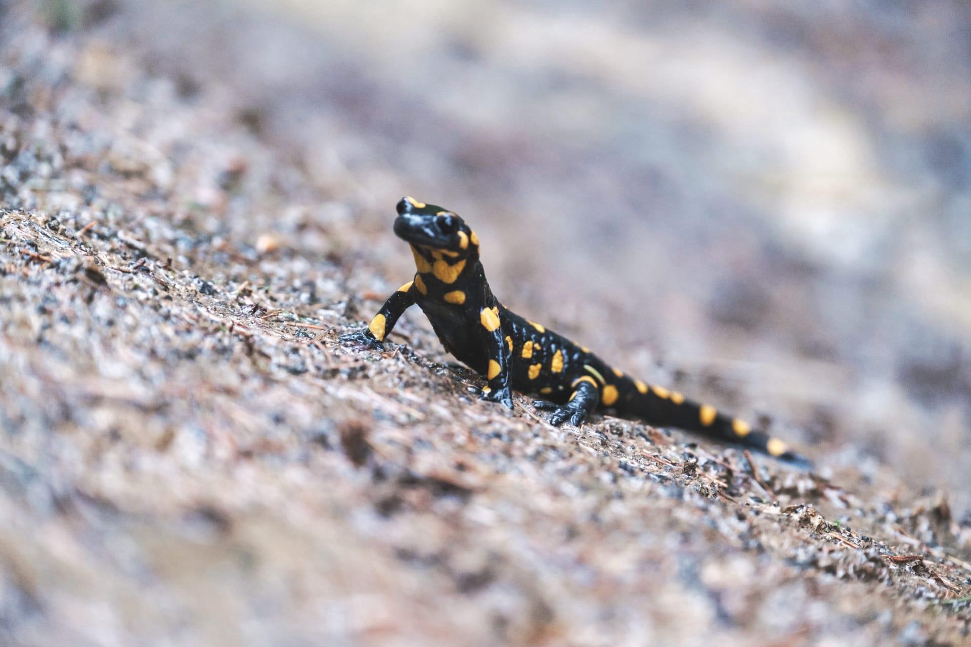 Salamander pictures