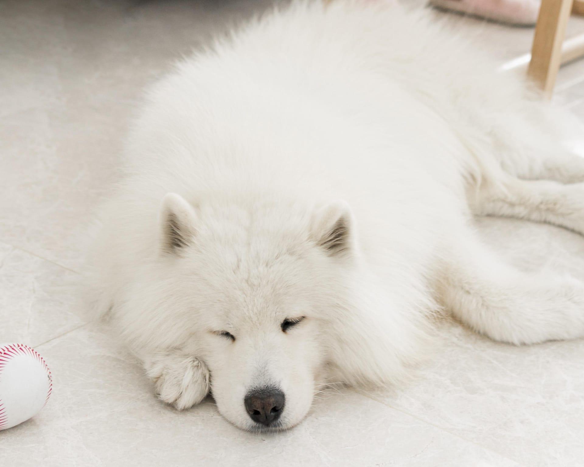 Samoyed pictures