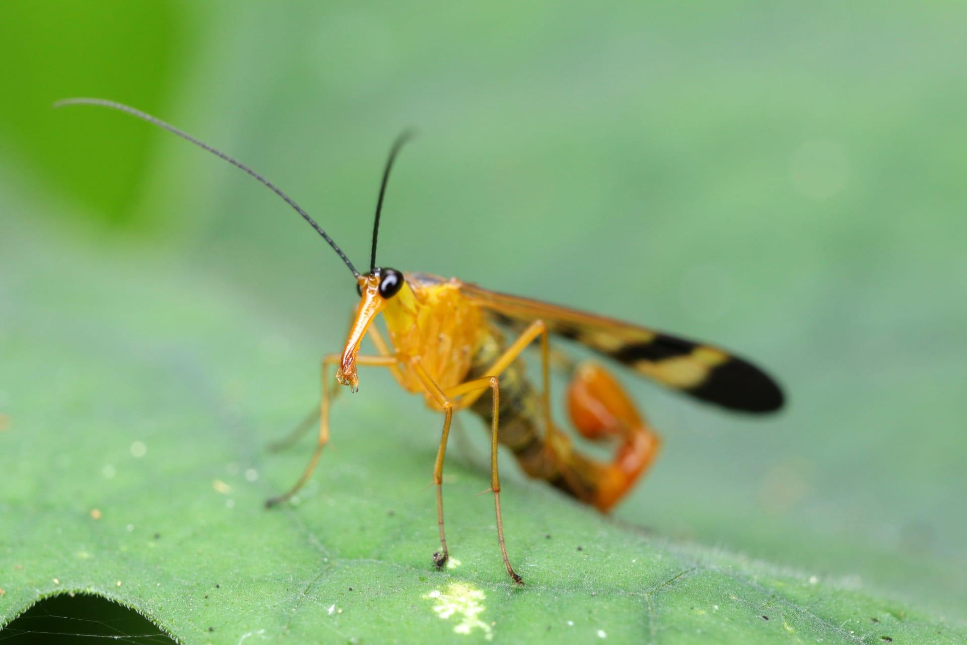 Scorpion fly pictures