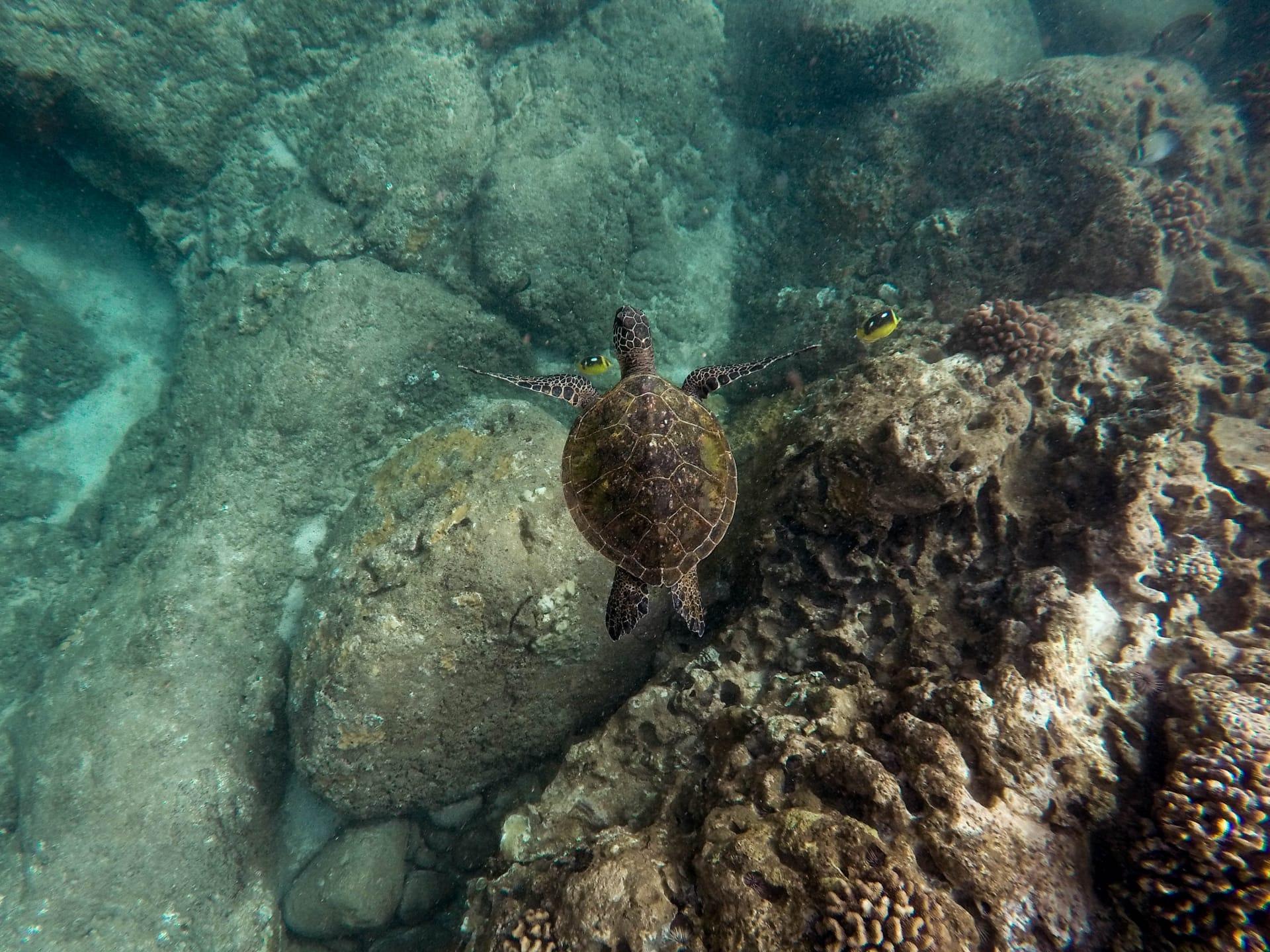 Sea turtle pictures