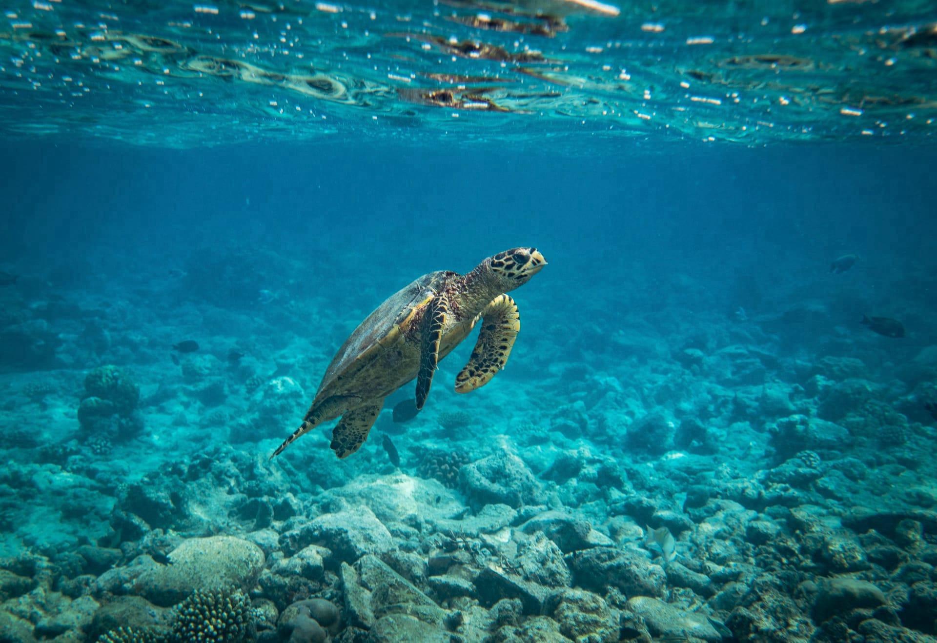 Sea turtle pictures