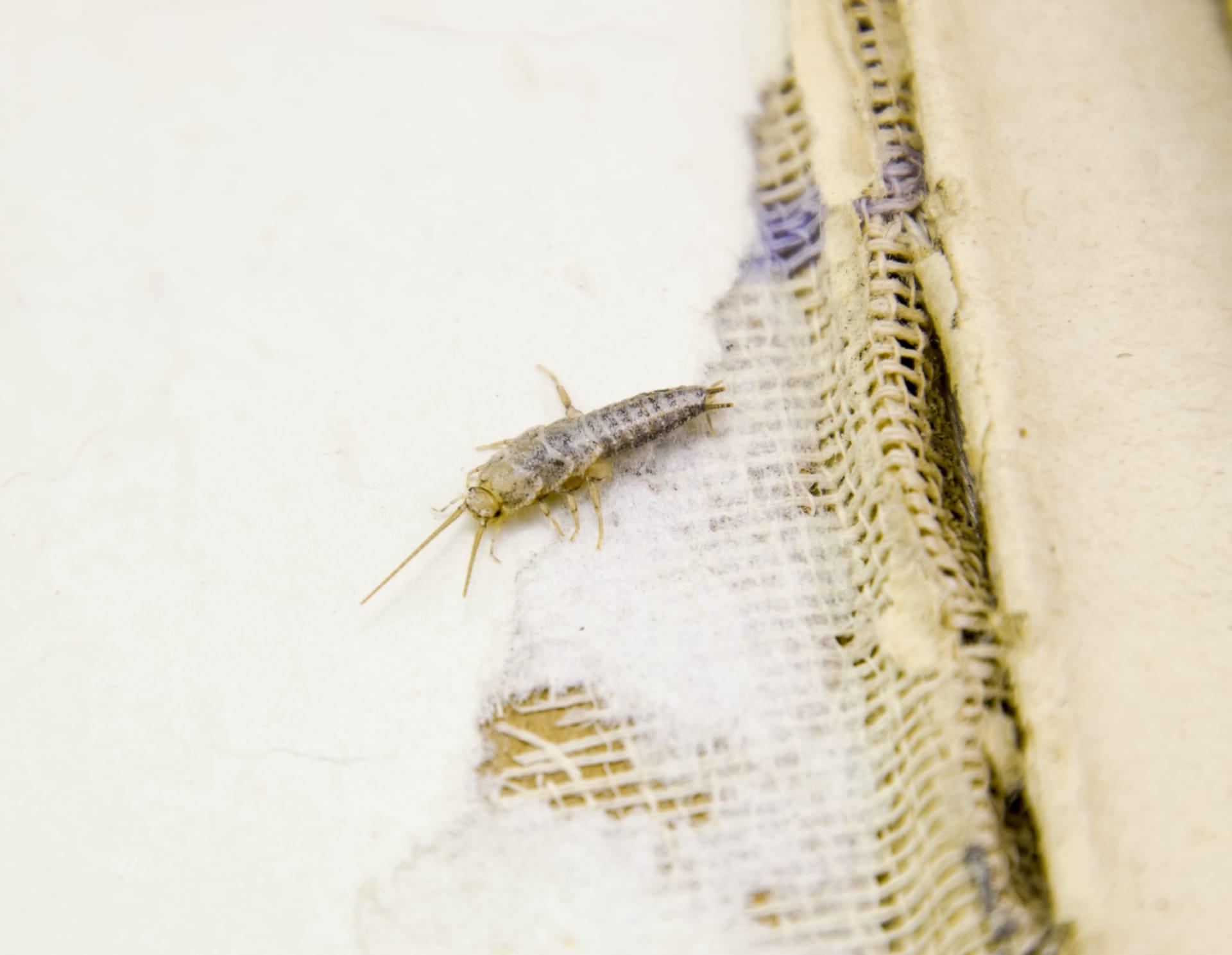 Silverfish pictures