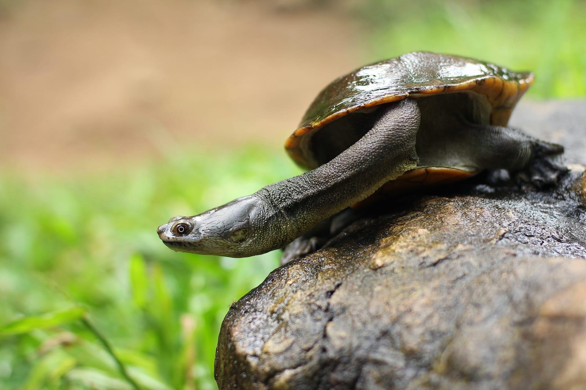 Snake necked turtle pictures