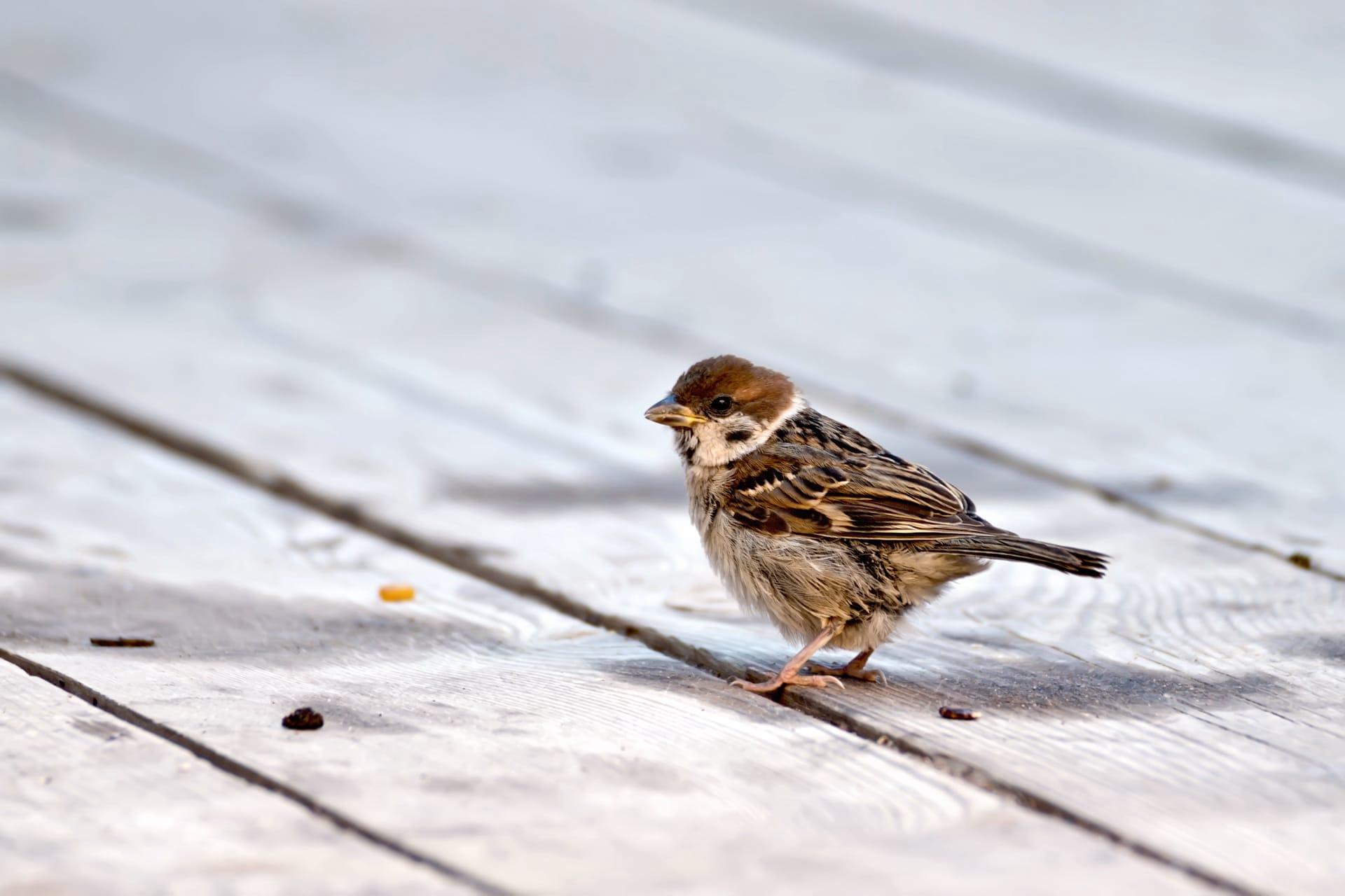 Sparrow pictures