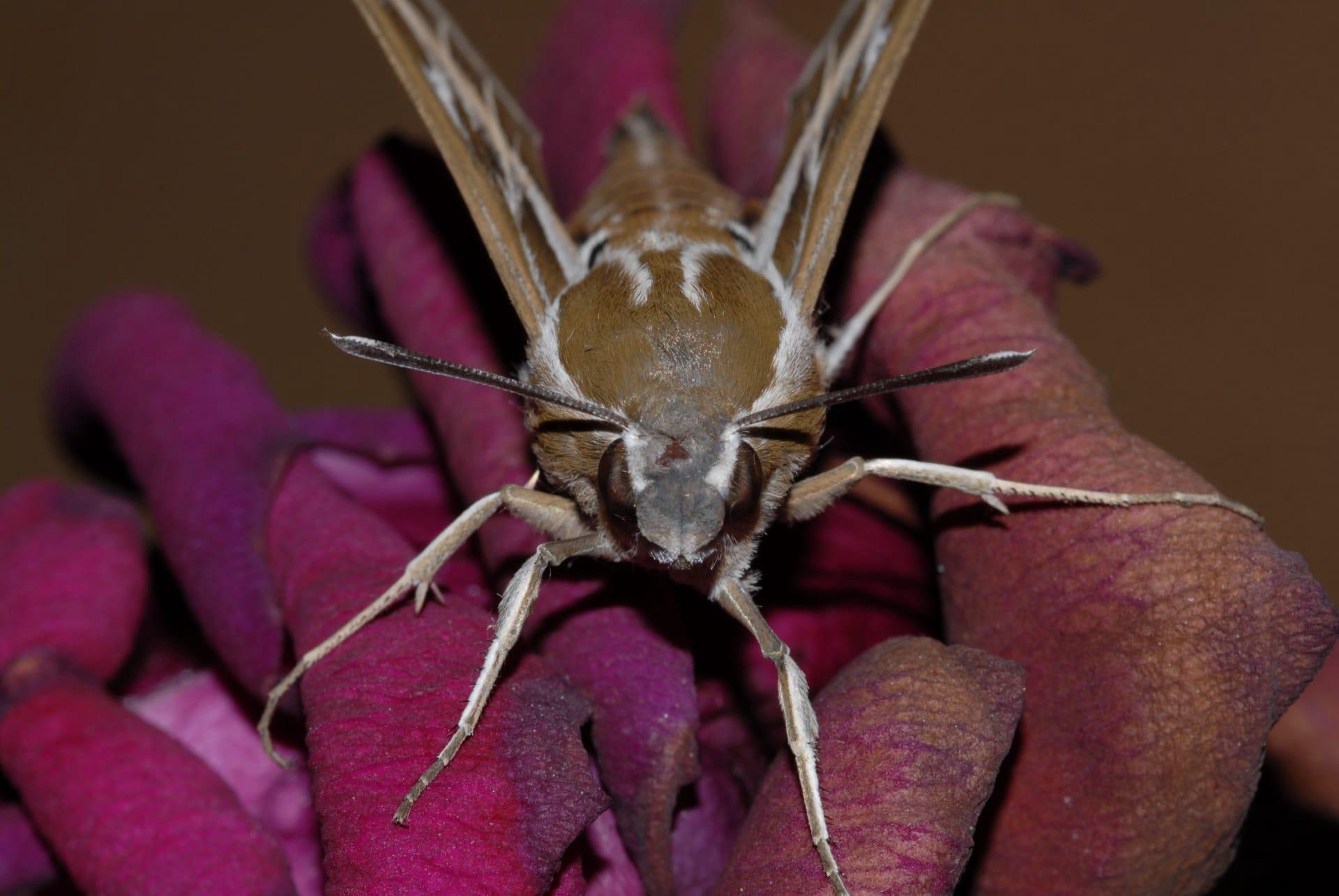 Sphinx moth pictures