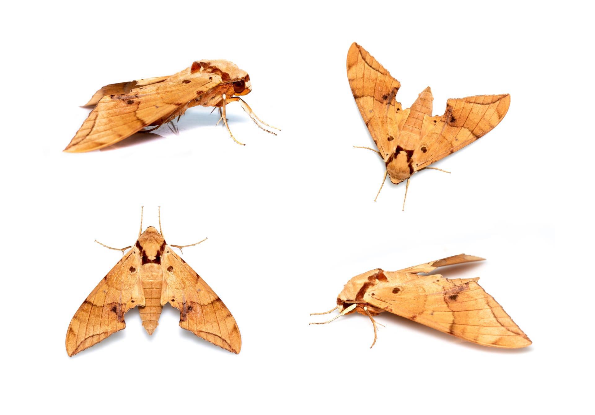 Sphinx moth pictures
