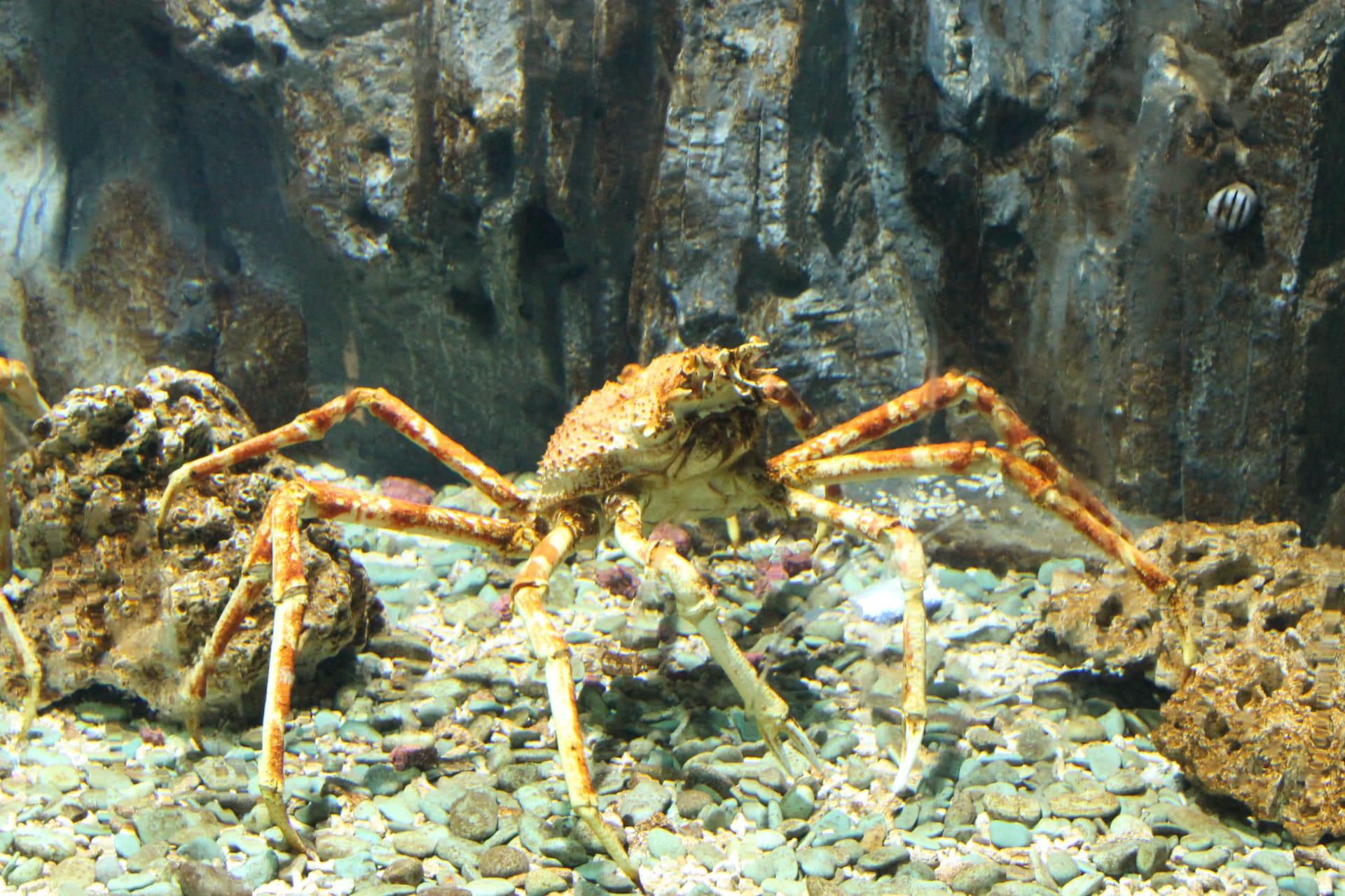 Spider crab pictures