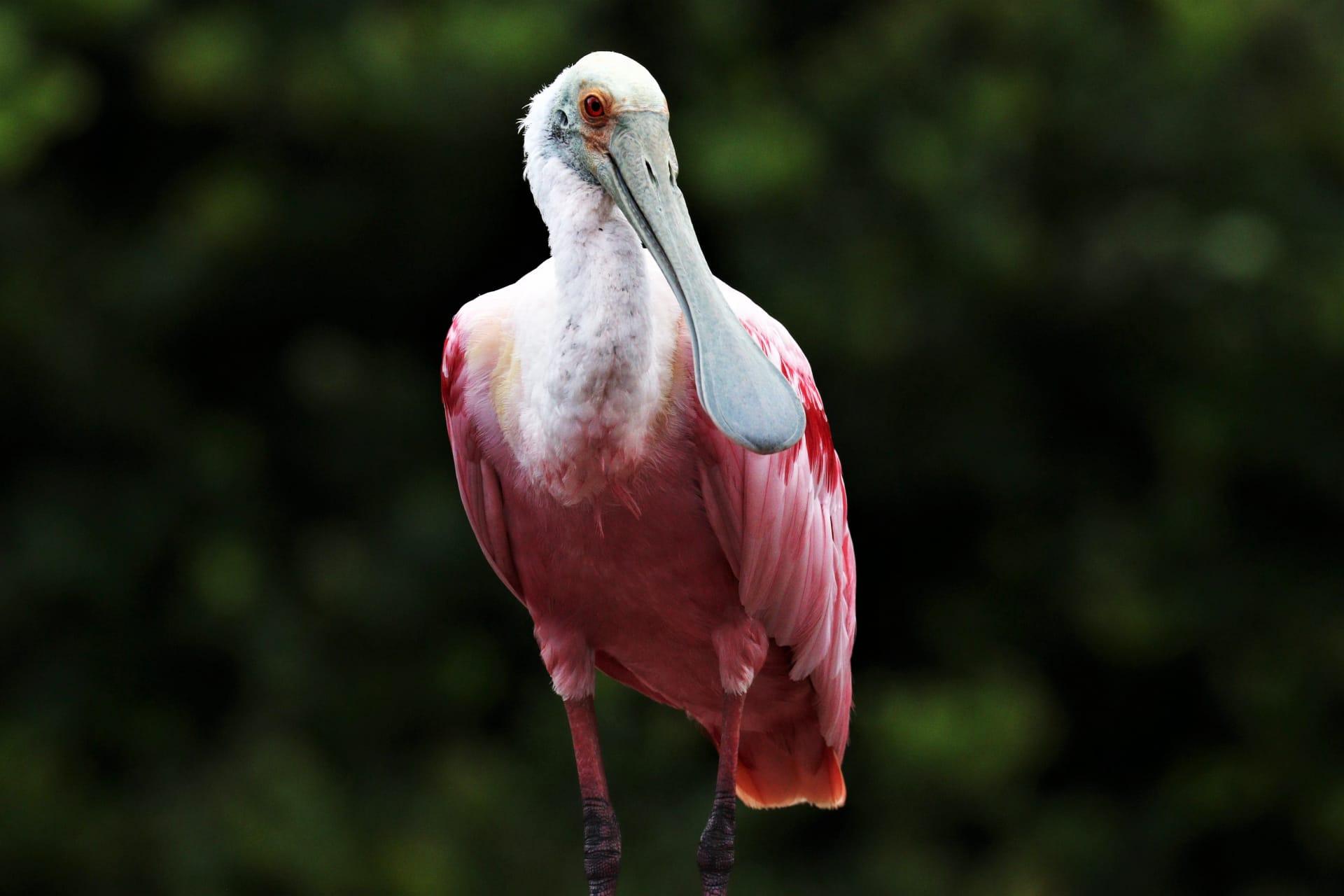 Spoonbill pictures