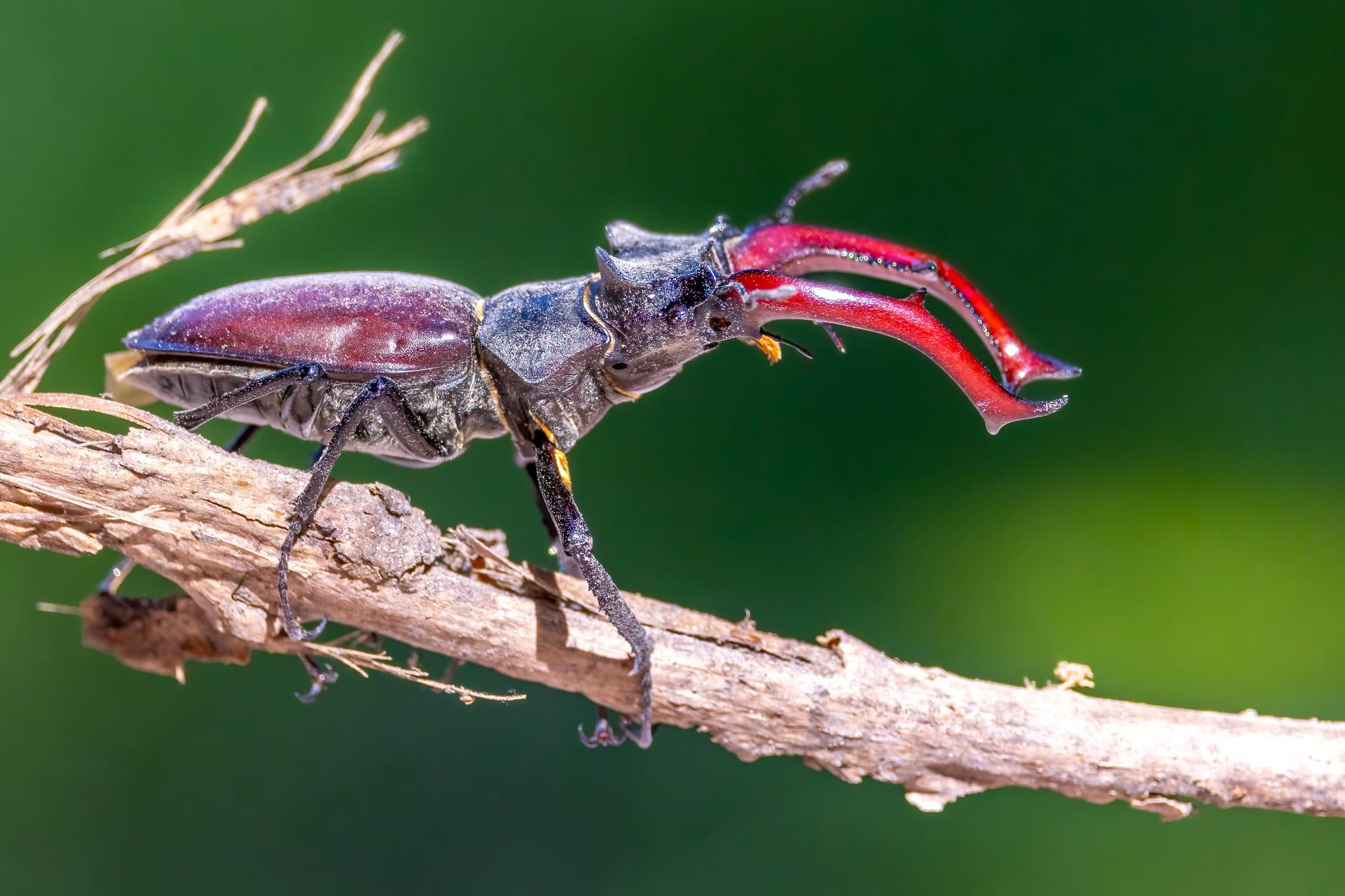 Stag beetle pictures
