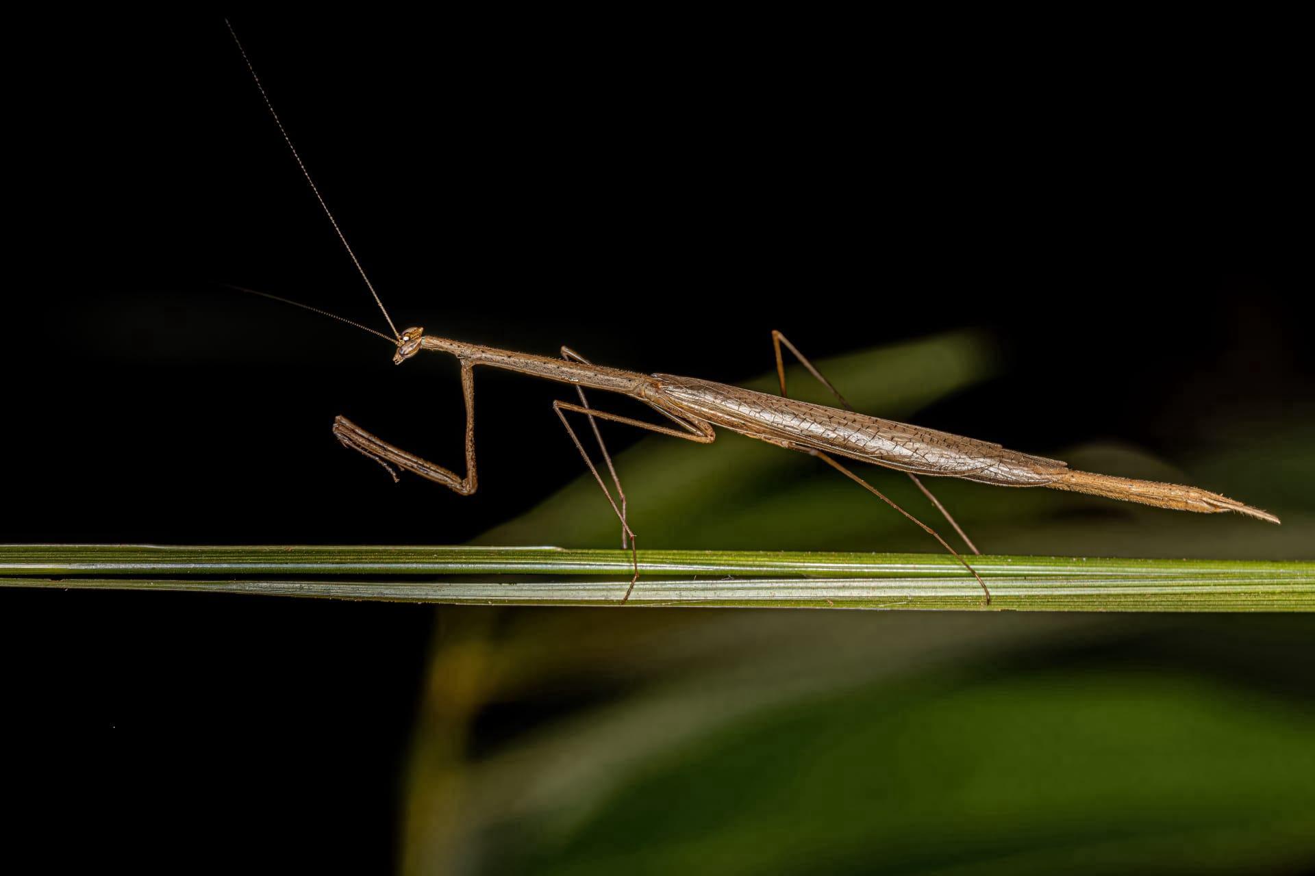 Stick bug pictures