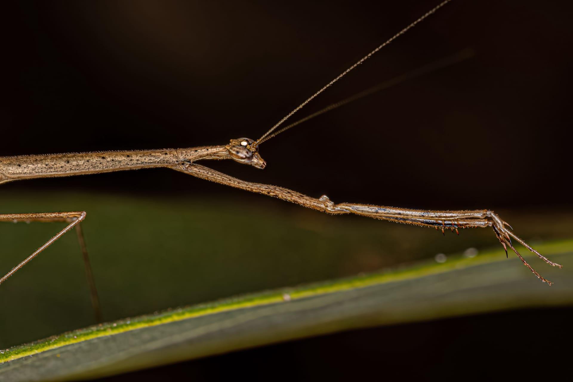 Stick bug pictures