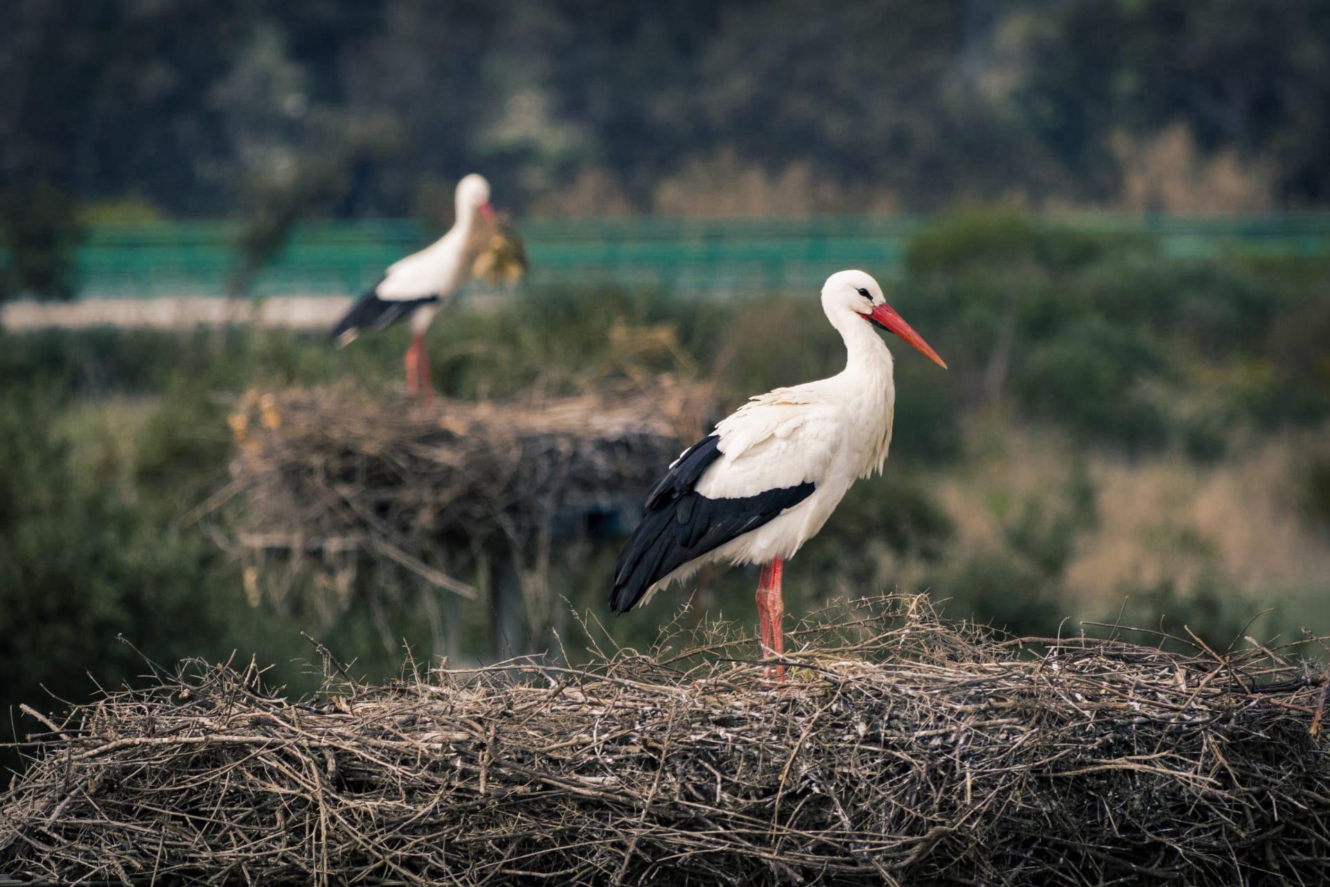Stork pictures