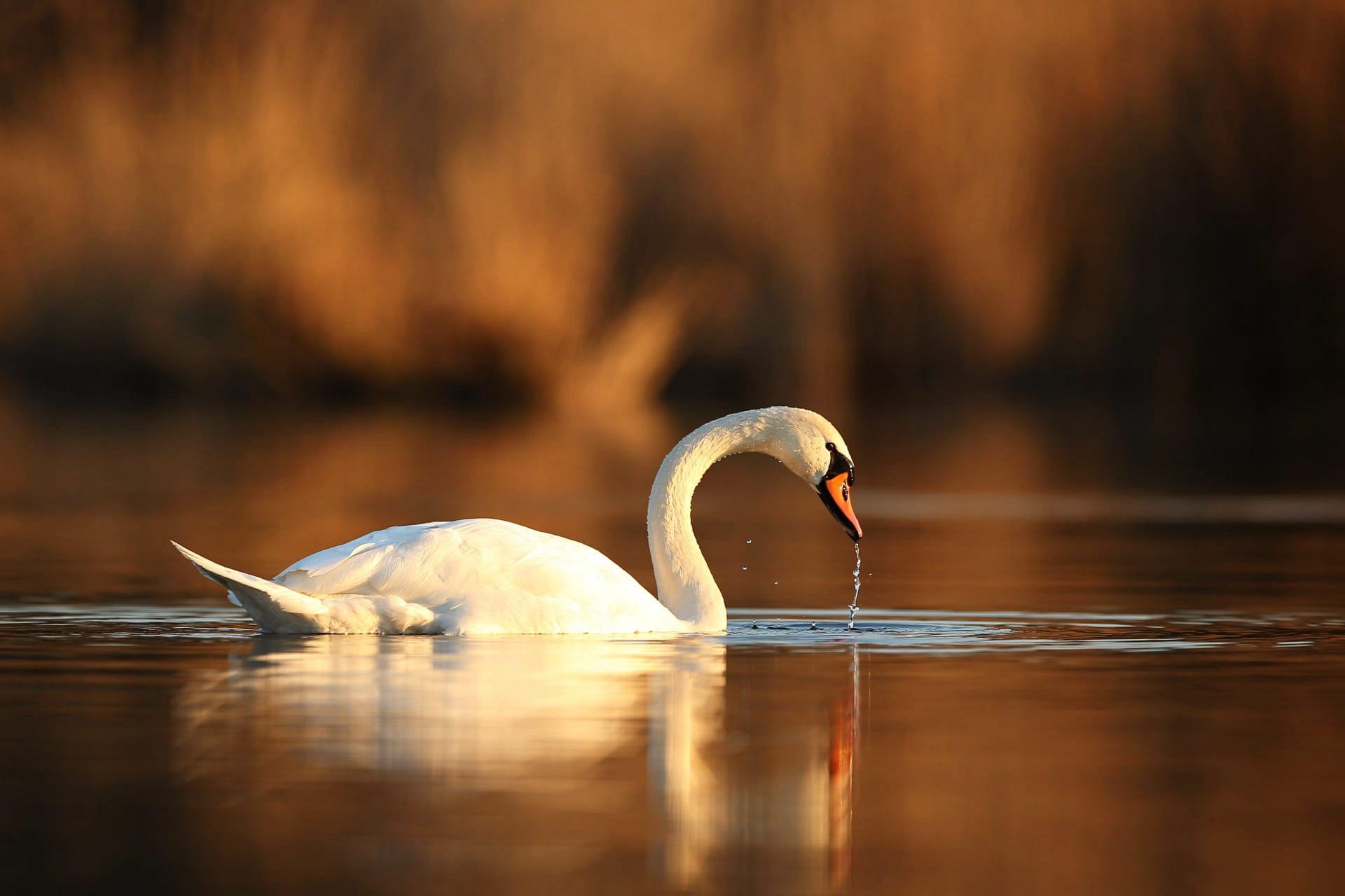 Swan pictures